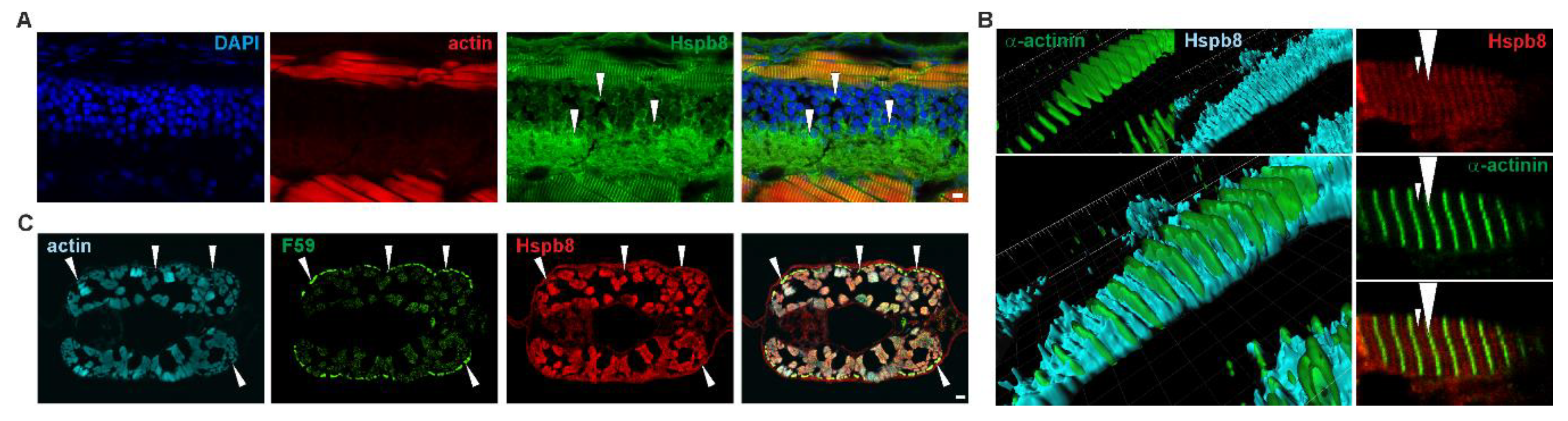 Cells 09 01562 g002 Cells 09 01562 g002