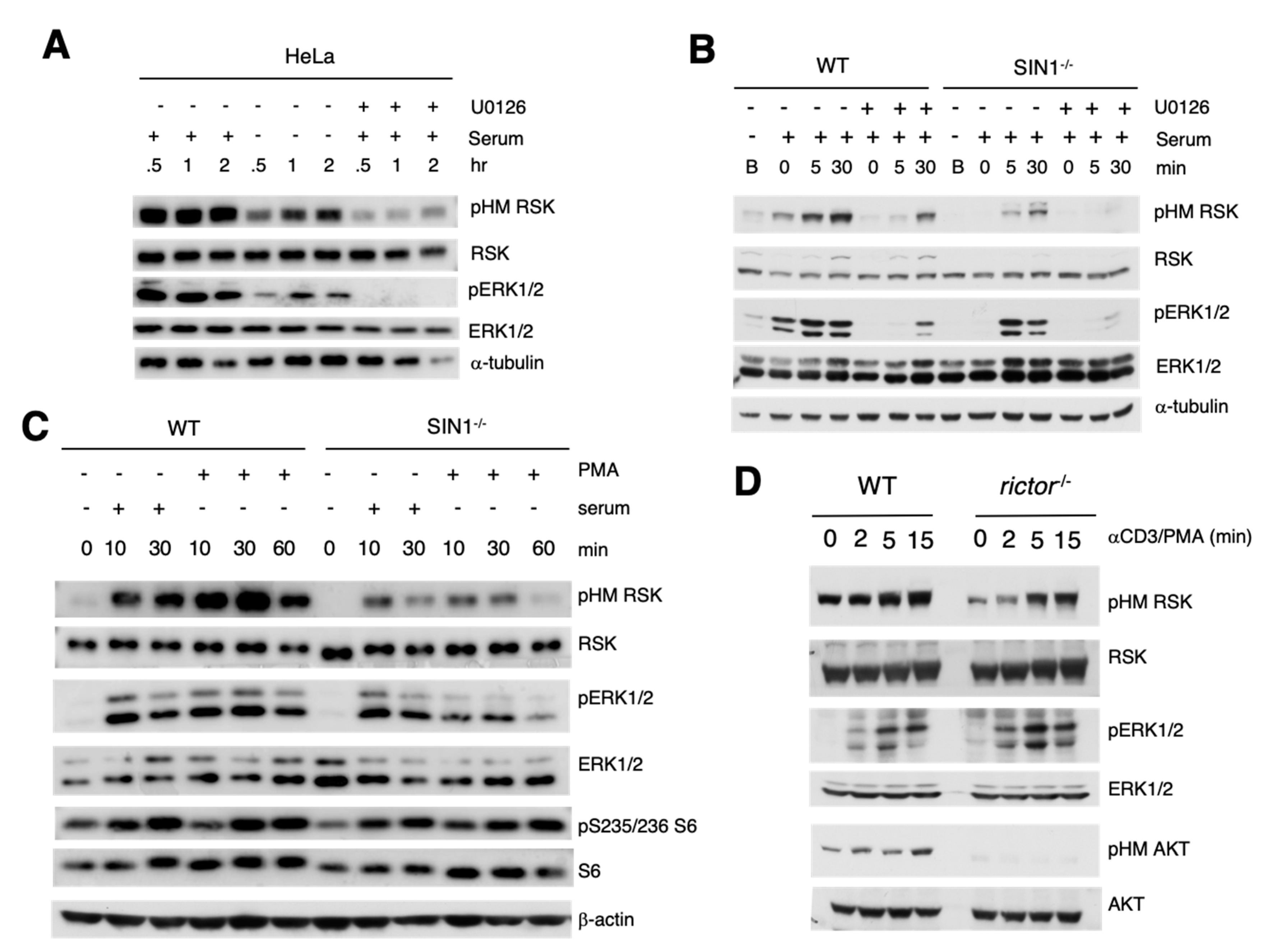 Cells 09 01567 g002 Cells 09 01567 g002