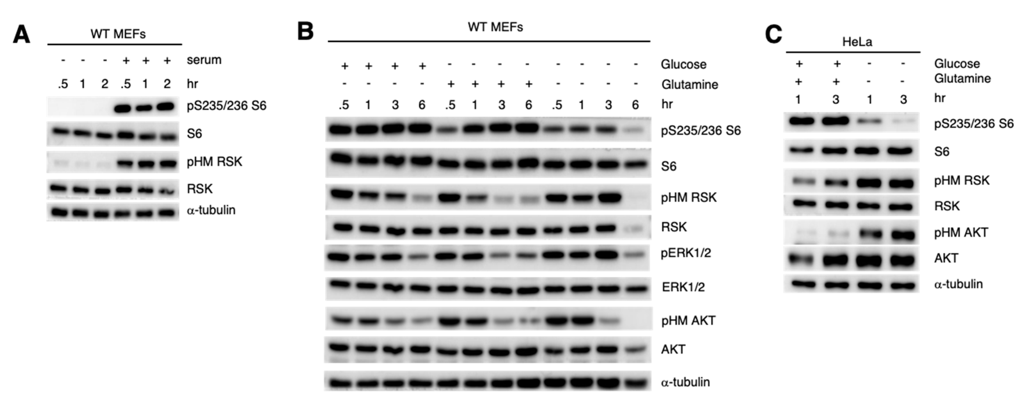 Cells 09 01567 g004 Cells 09 01567 g004