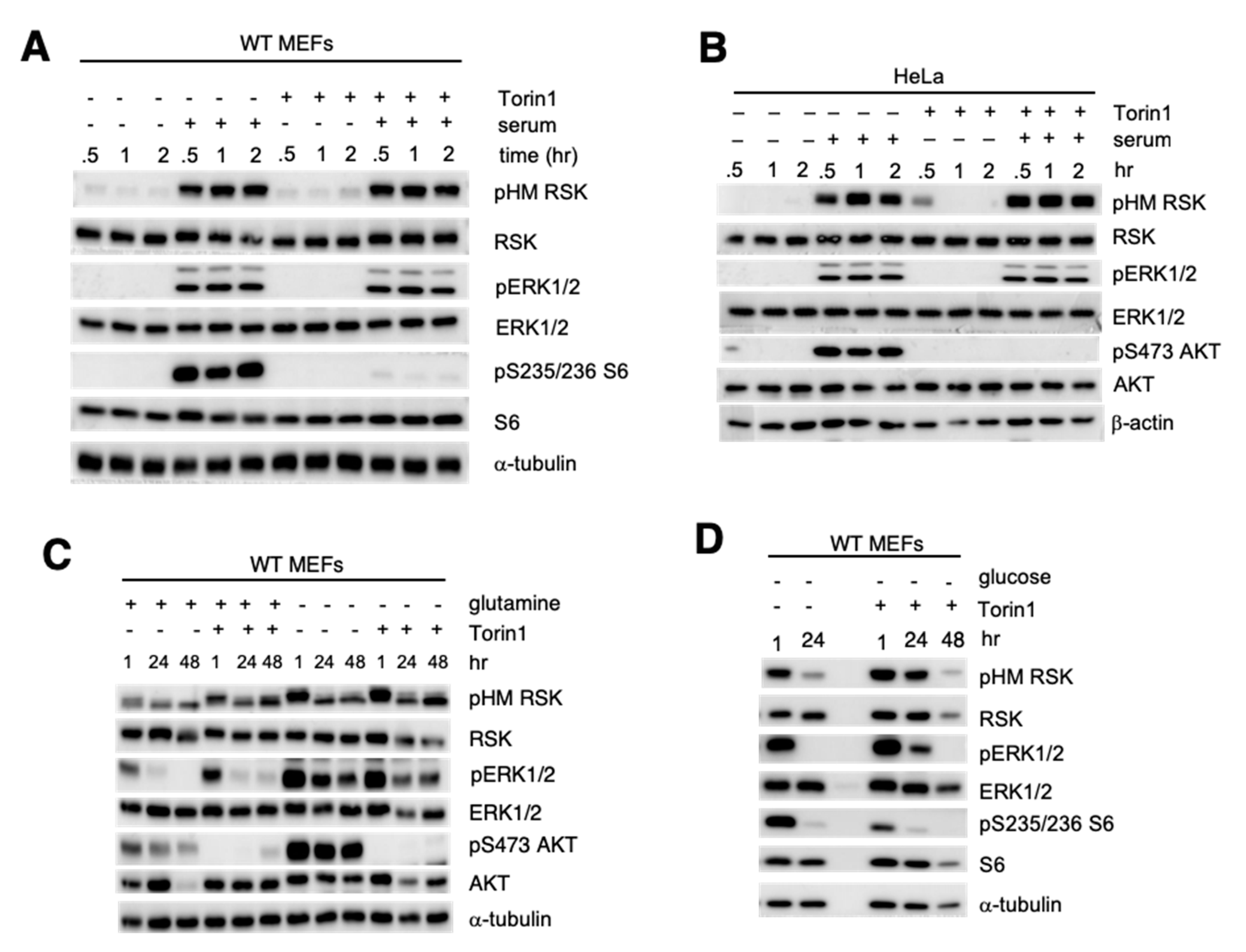 Cells 09 01567 g005 Cells 09 01567 g005