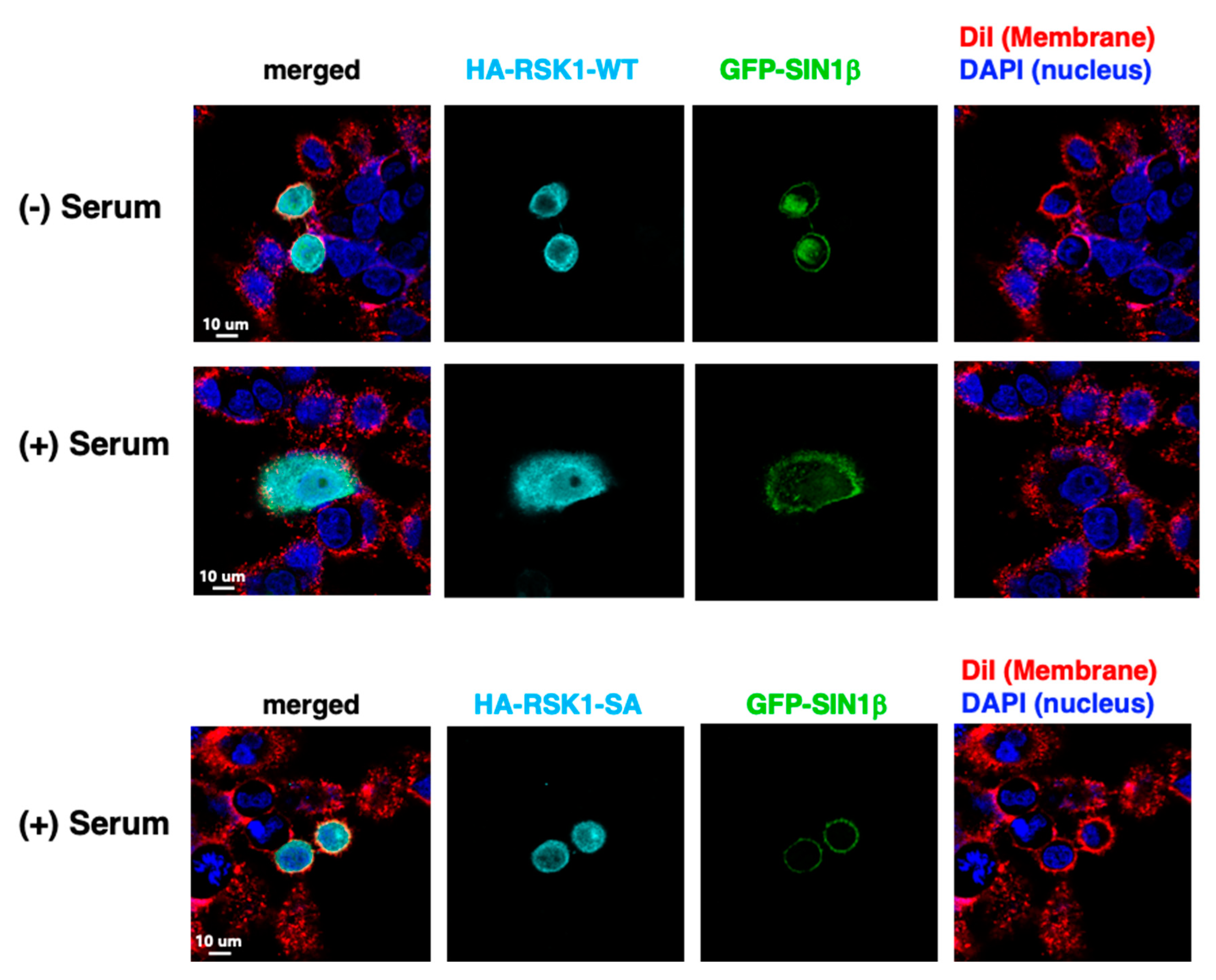 Cells 09 01567 g006 Cells 09 01567 g006