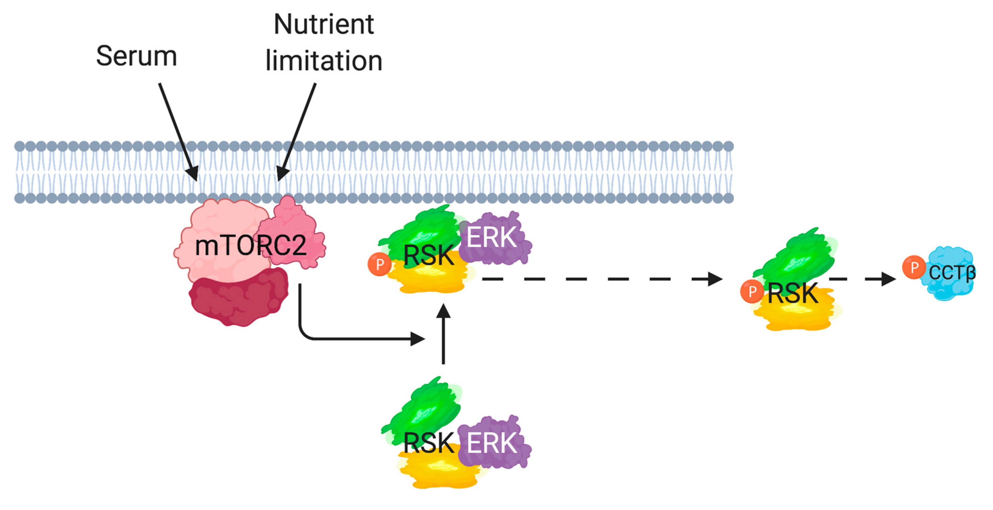 Cells 09 01567 g008 Cells 09 01567 g008
