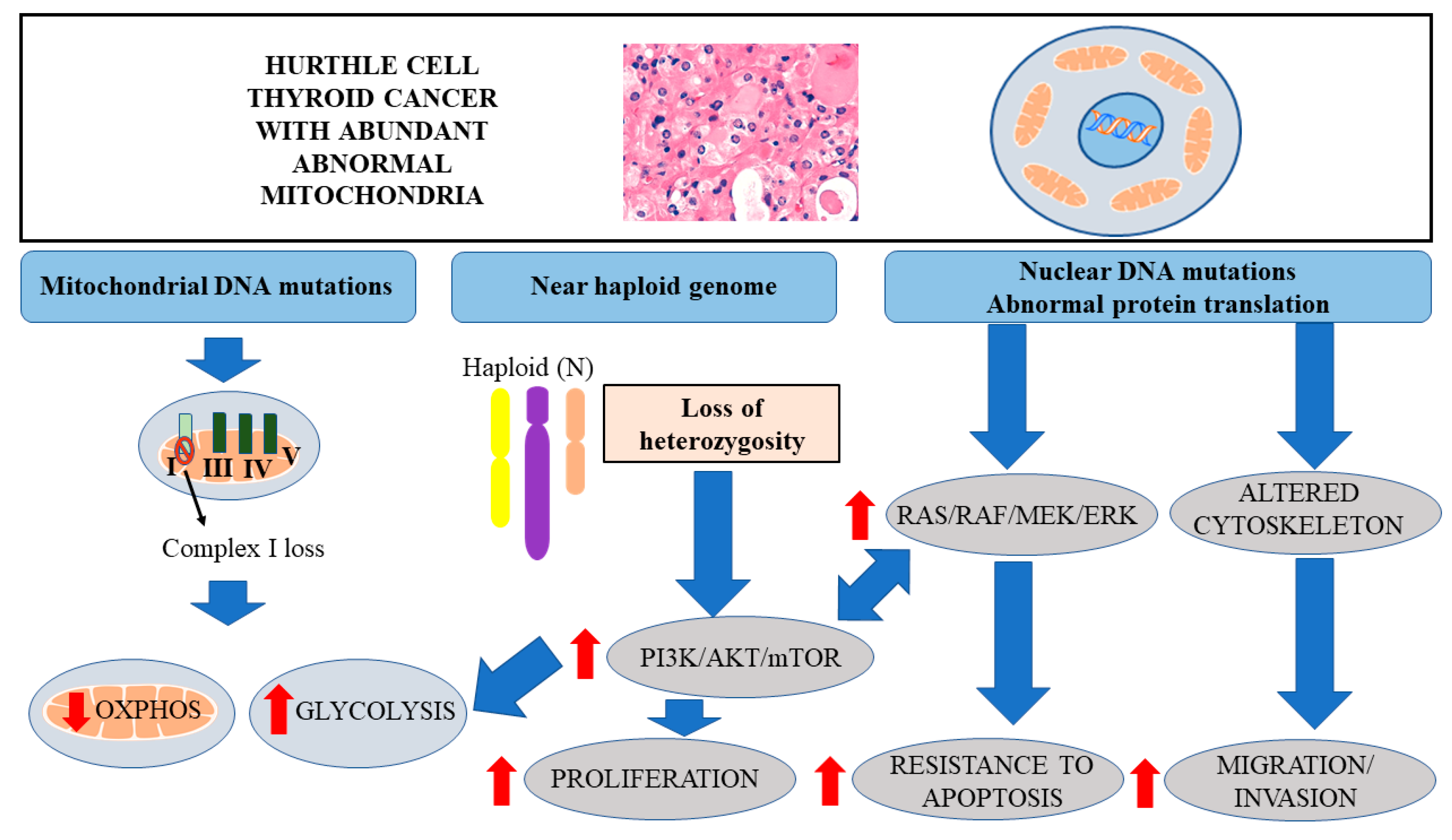 Cells 09 01570 g001 Cells 09 01570 g001