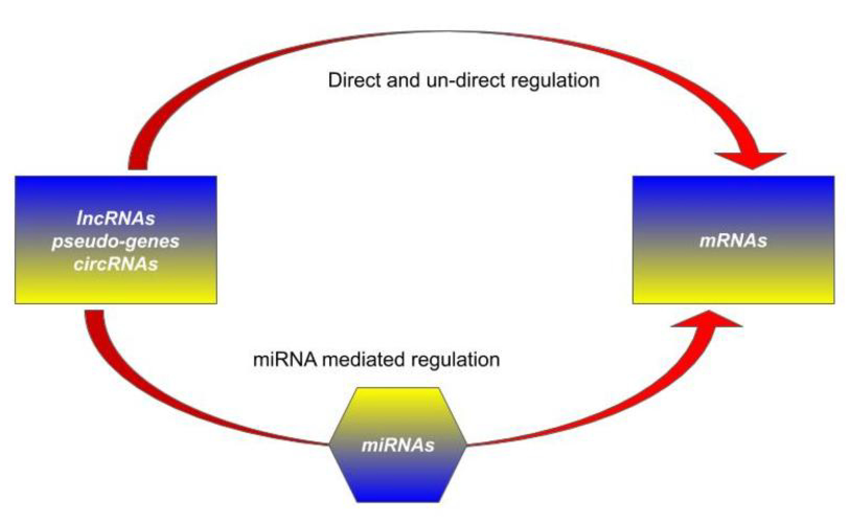 Cells Free Full Text Competing Endogenous Rnas Non Coding Rnas And Diseases An Intertwined Story Html Cells Free Full Text Competing Endogenous Rnas Non Coding Rnas And Diseases An Intertwined Story Html