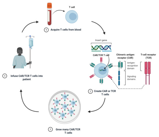 Cells Free Full Text T Cell Gene Therapy In Cancer Immunotherapy