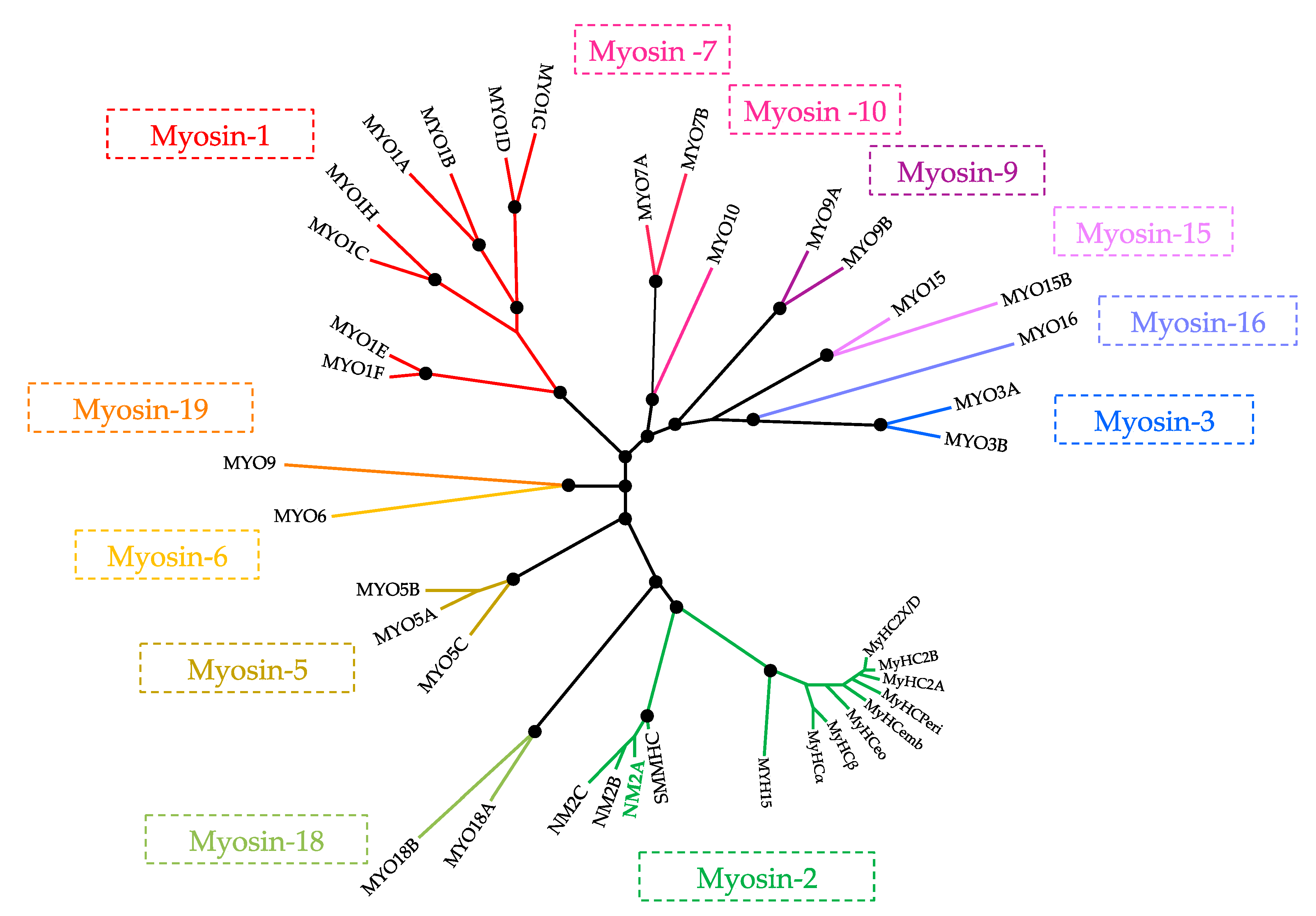 Cells 09 01590 g001 Cells 09 01590 g001