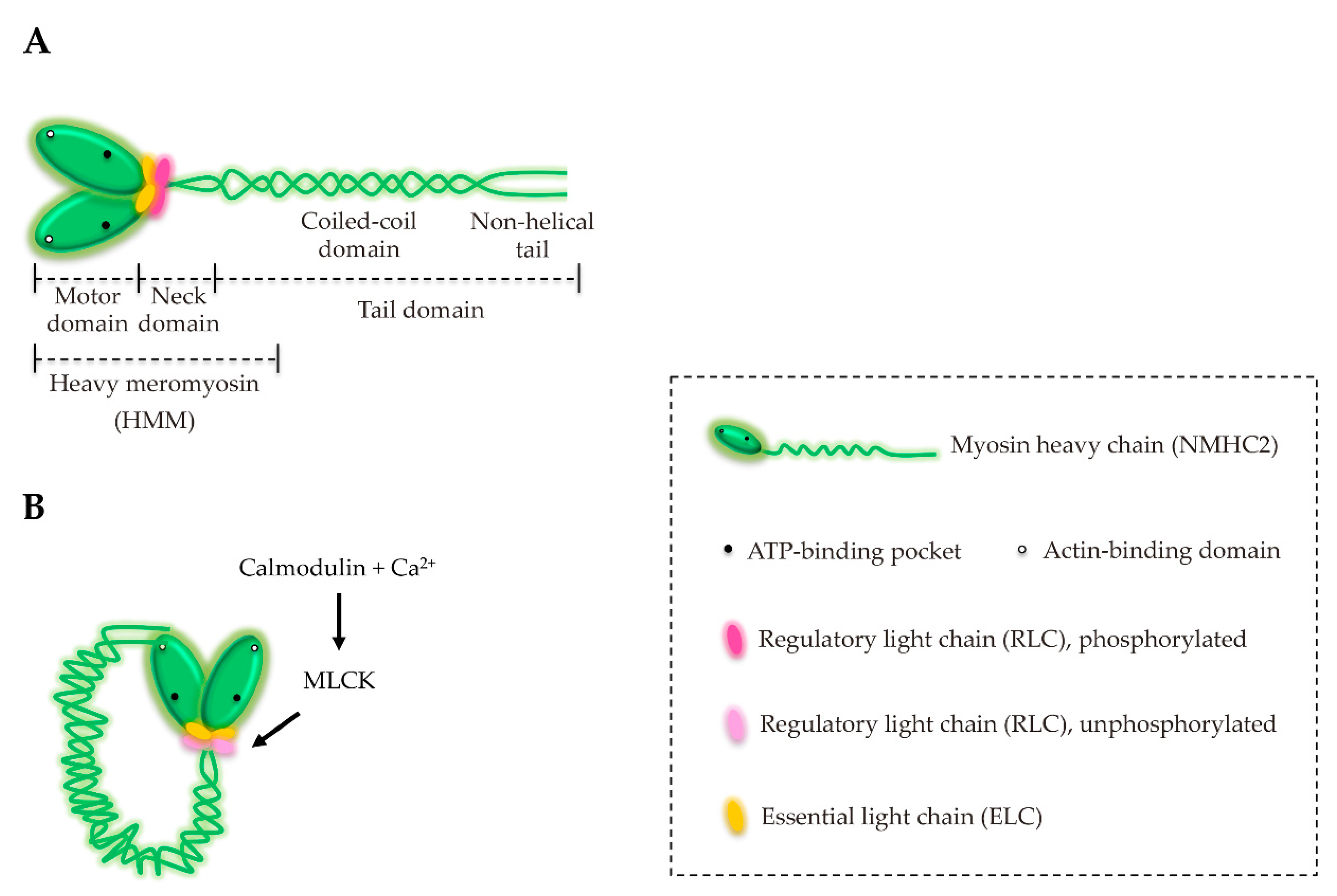 Cells | Free Full-Text | Non-Muscle Myosin 2A (NM2A): Structure
