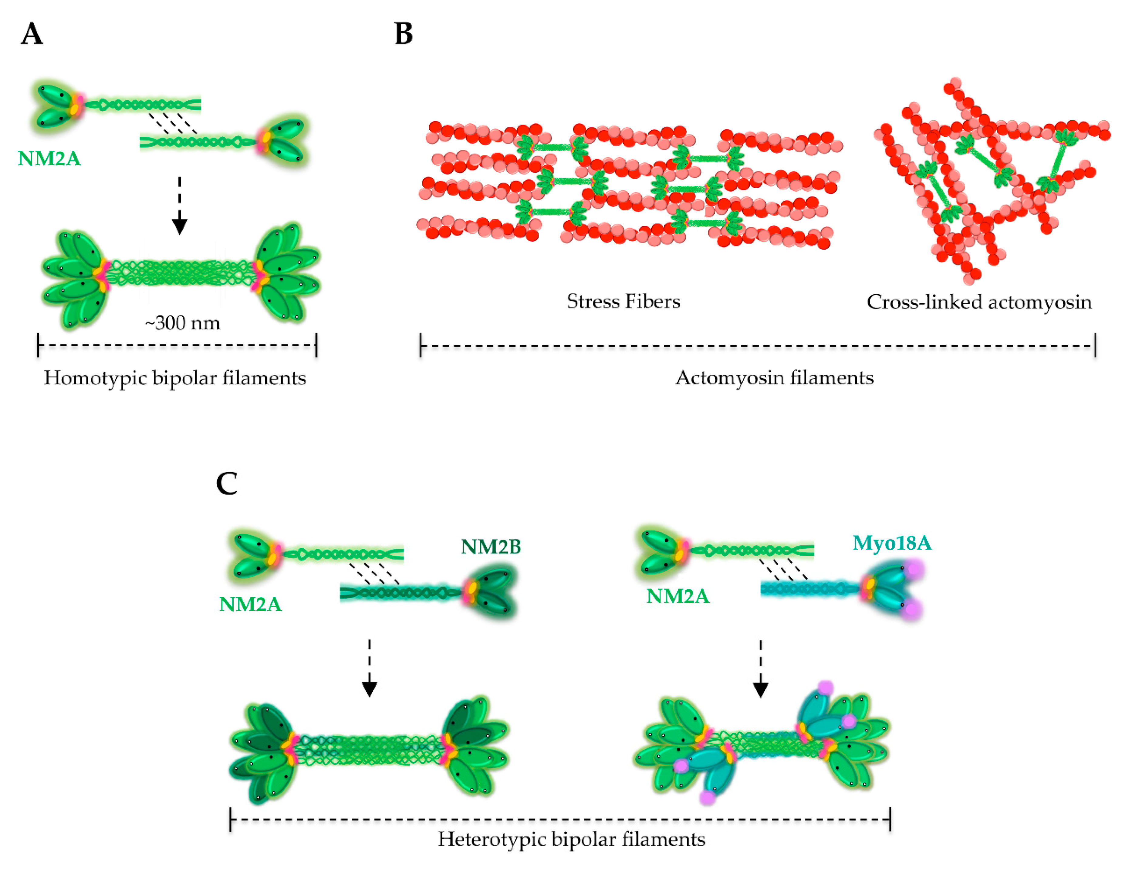 Cells | Free Full-Text | Non-Muscle Myosin 2A (NM2A): Structure