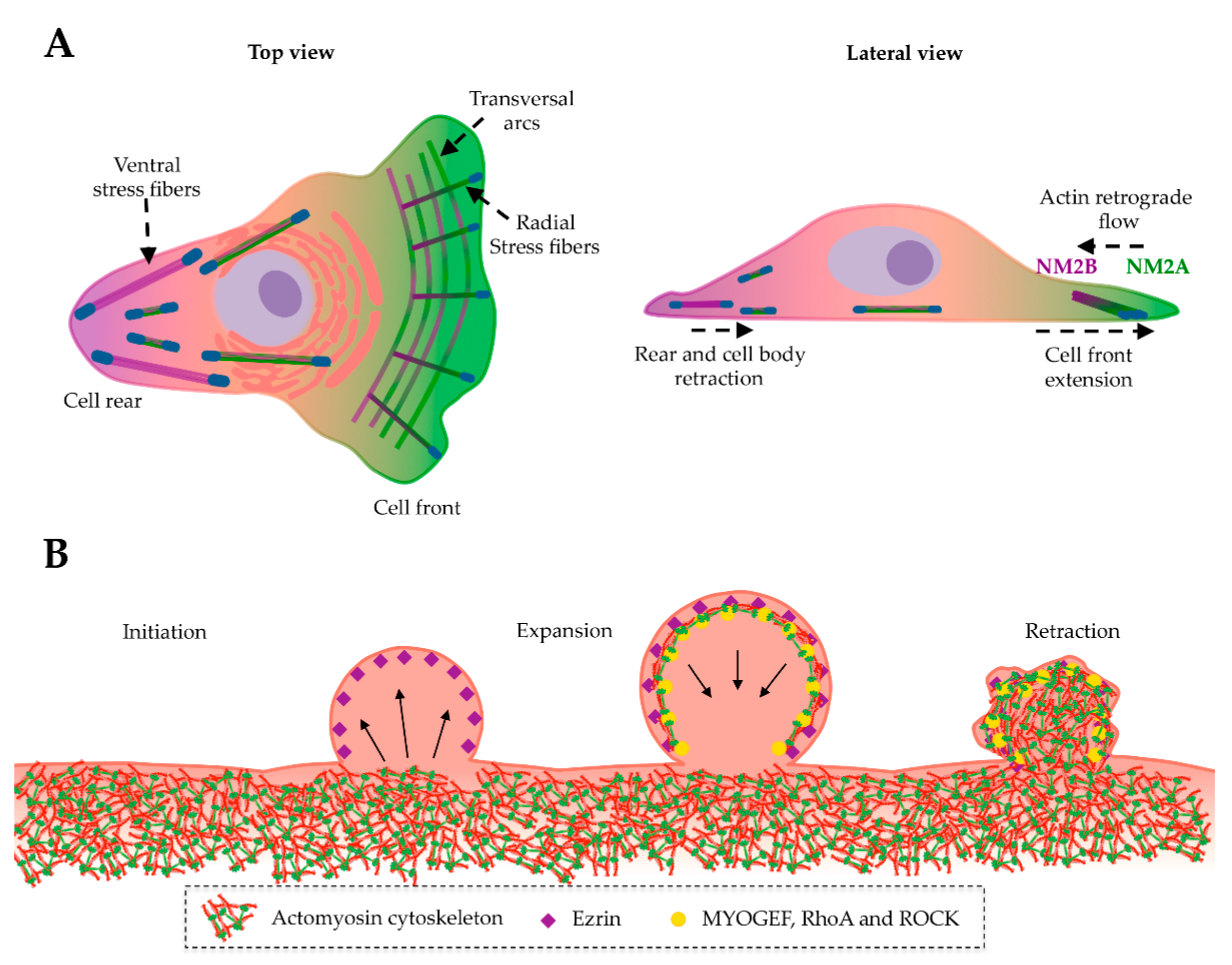 Cells | Free Full-Text | Non-Muscle Myosin 2A (NM2A): Structure