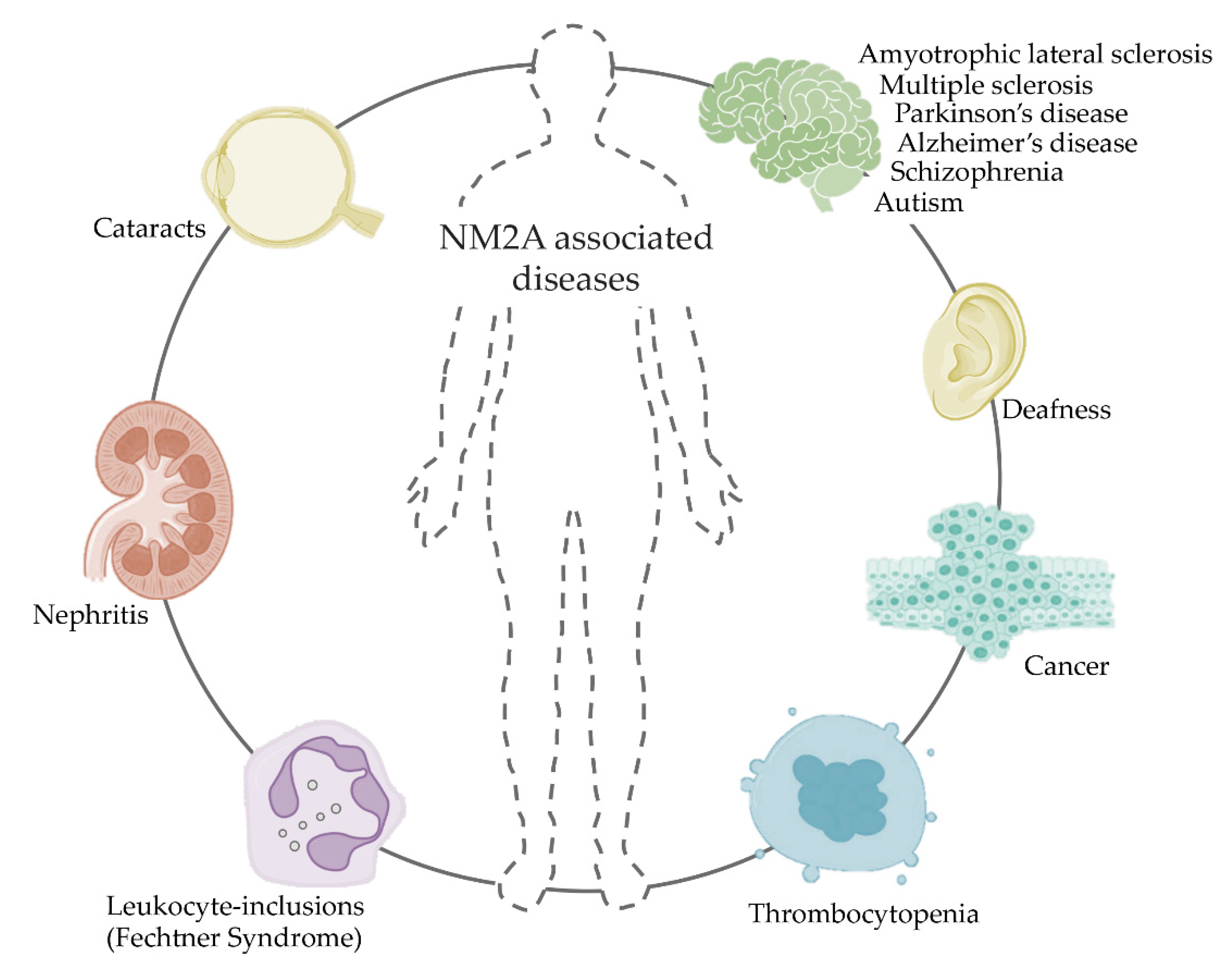 Cells 09 01590 g007 Cells 09 01590 g007