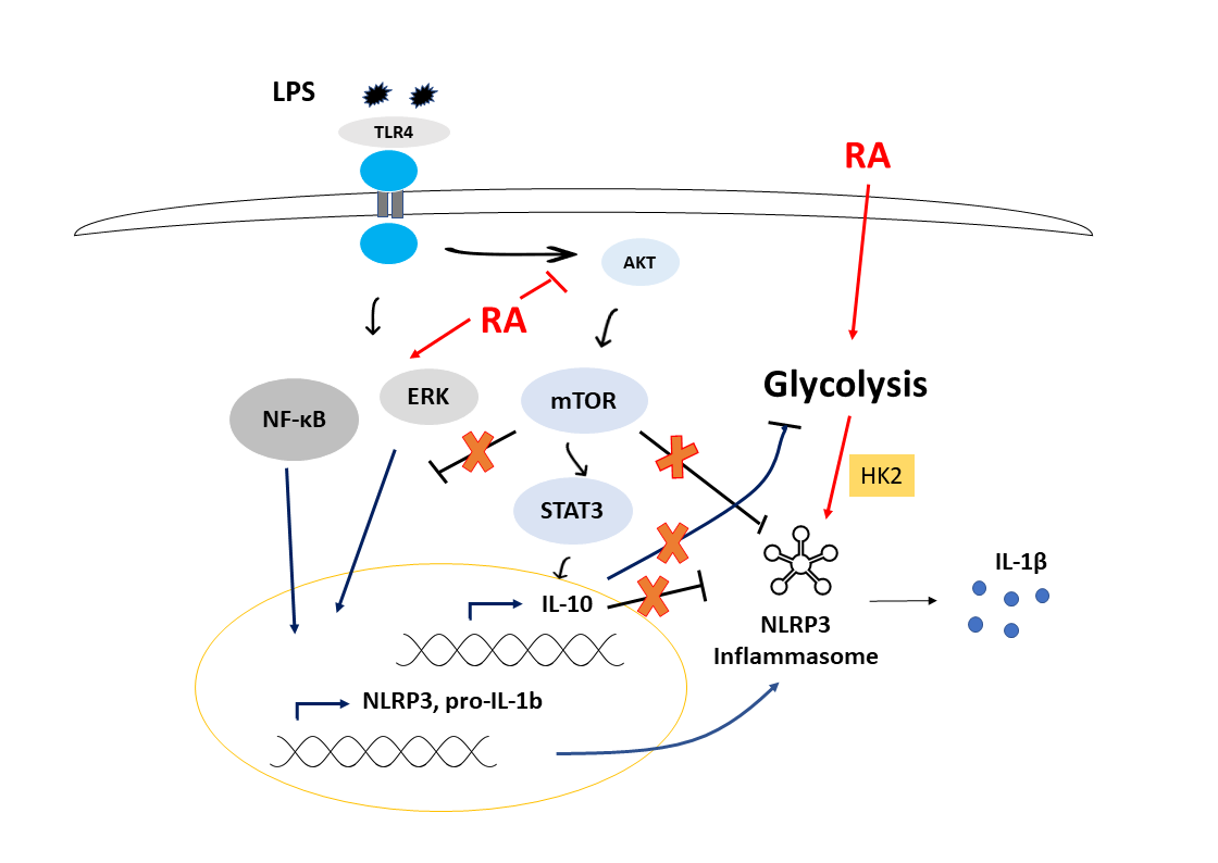 Cells Free Full Text All Trans Retinoic Acid Enhances Both The Signaling For Priming And The Glycolysis For Activation Of Nlrp3 Inflammasome In Human Macrophage Html Cells Free Full Text All Trans Retinoic Acid Enhances Both The Signaling For Priming And The Glycolysis For Activation Of Nlrp3 Inflammasome In Human Macrophage Html