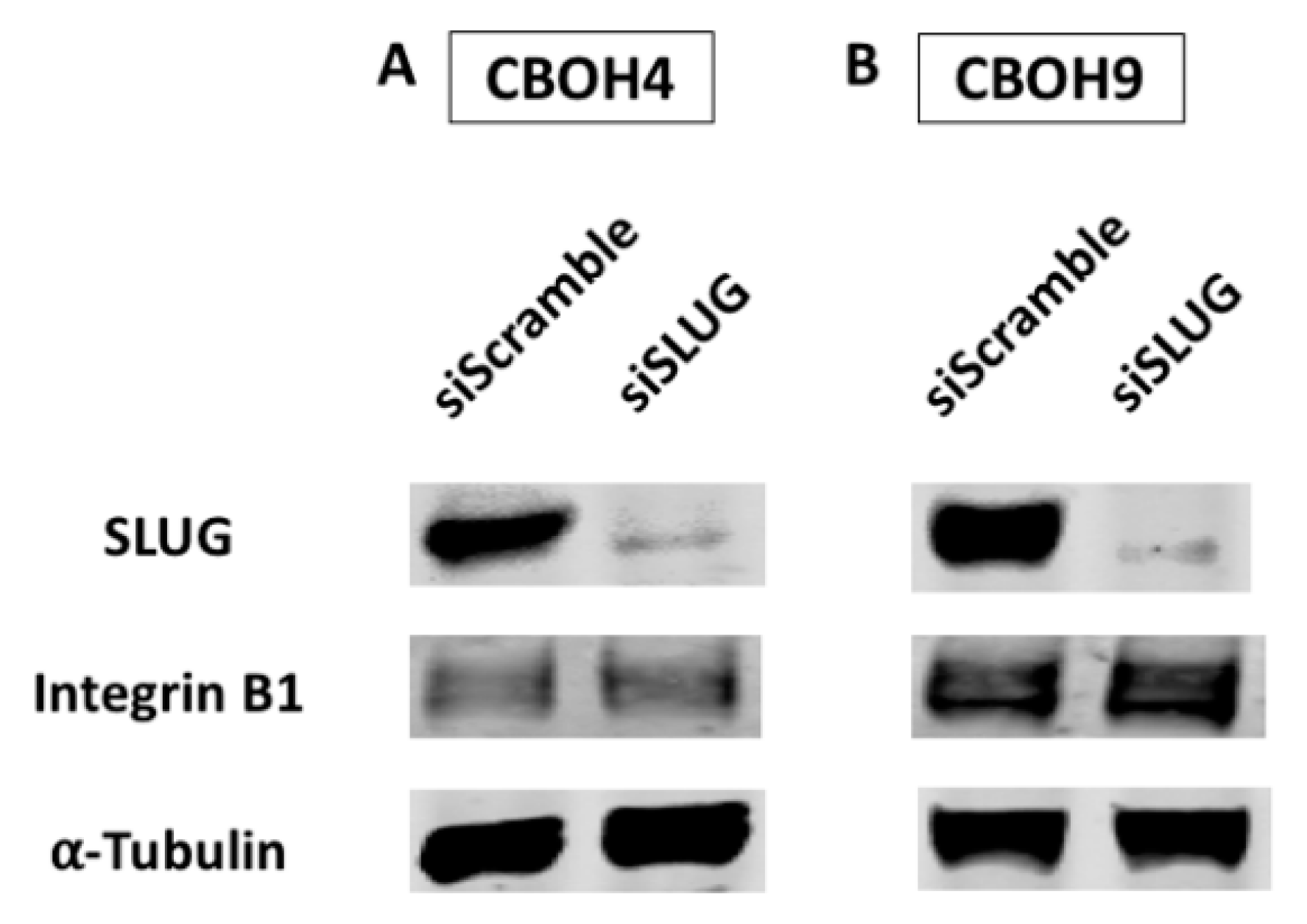 Cells 09 01594 g004 Cells 09 01594 g004