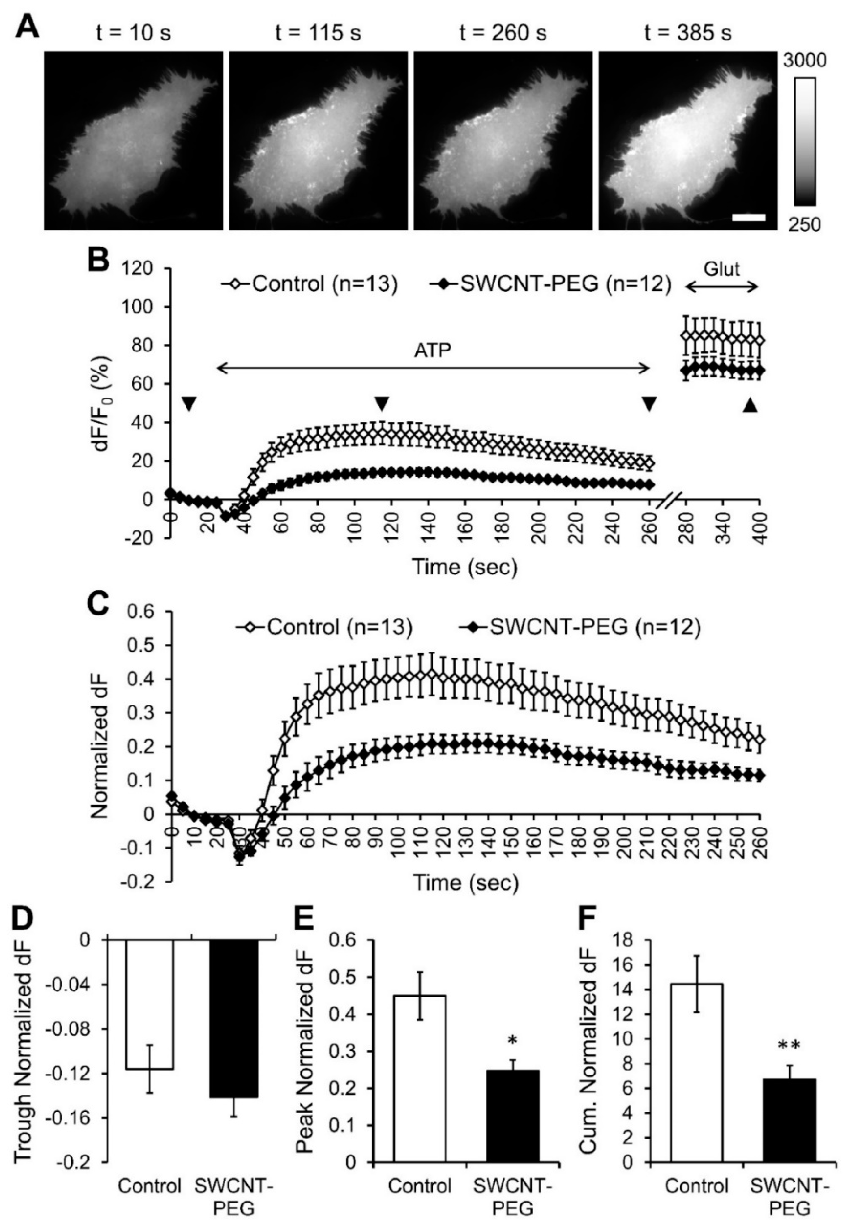 Cells 09 01597 g002 Cells 09 01597 g002