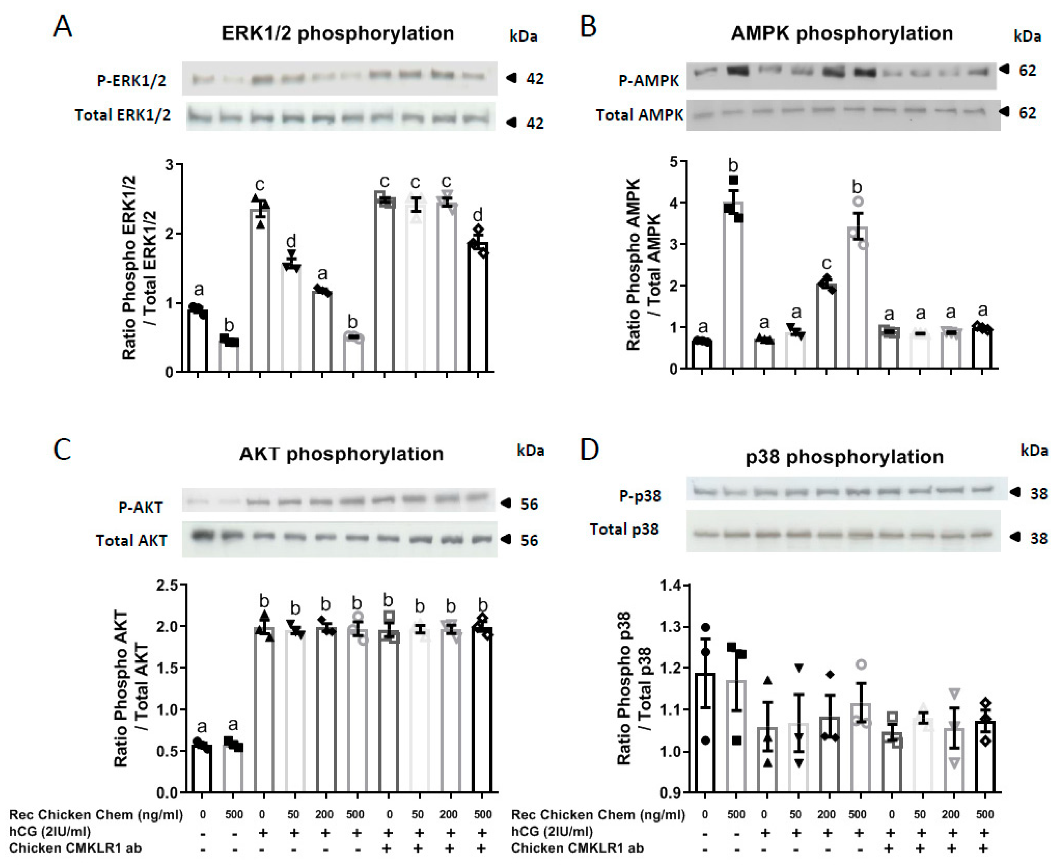 Cells 09 01599 g005 Cells 09 01599 g005