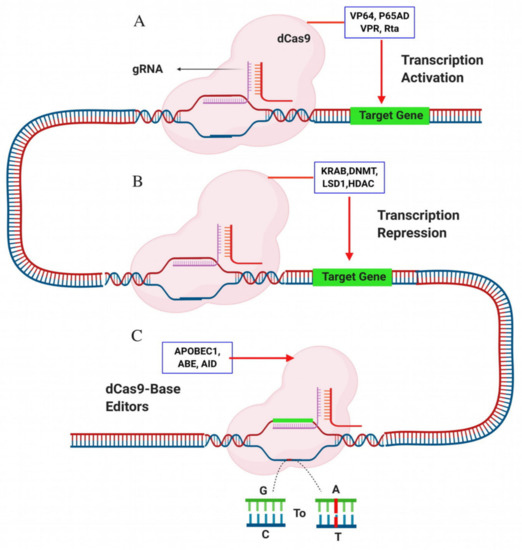 Genome-wide Mapping of Off-Target Events in Single-Stranded  Oligodeoxynucleotide-Mediated Gene Repair Experiments: Molecular Therapy