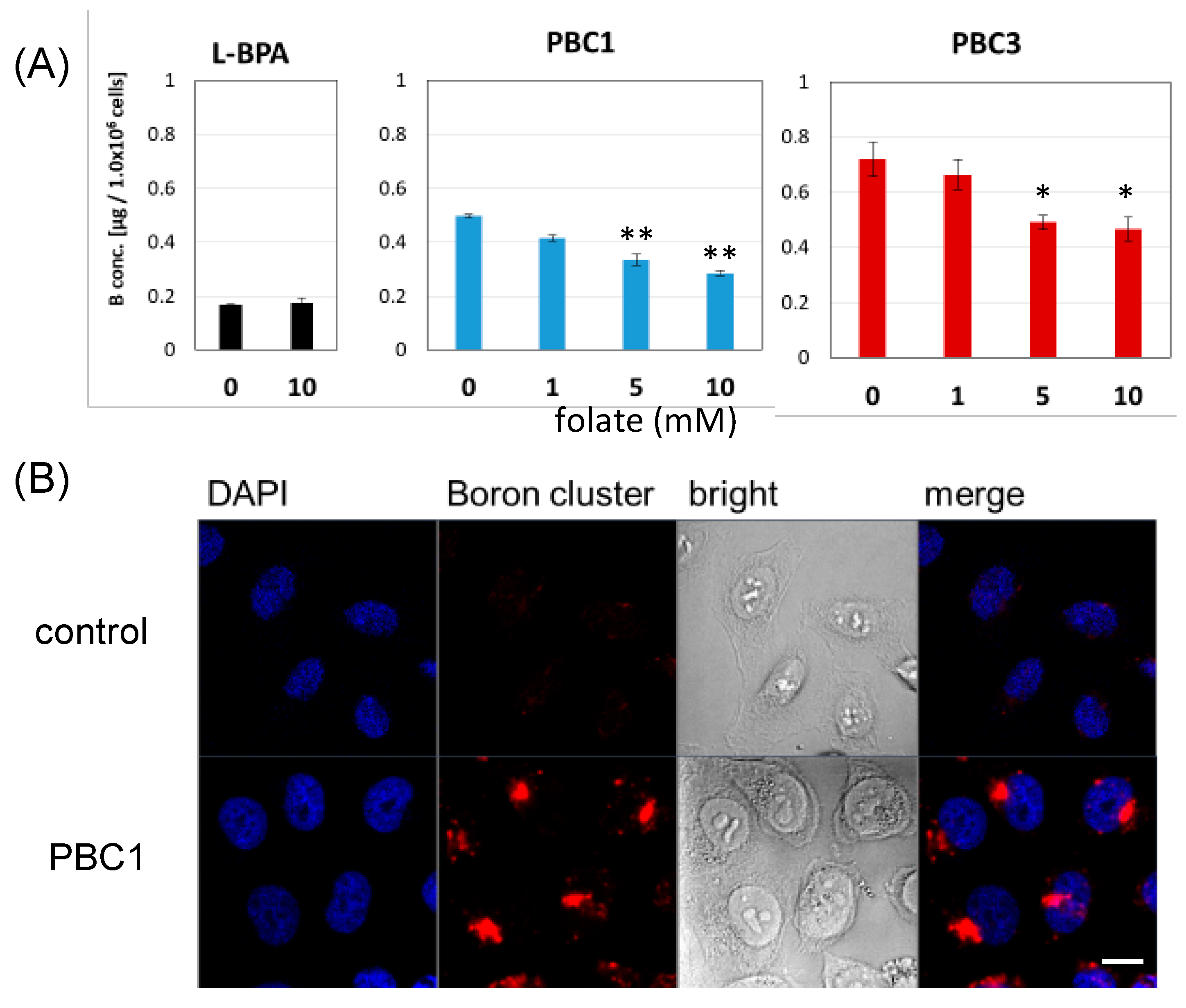 Cells 09 01615 g003 Cells 09 01615 g003