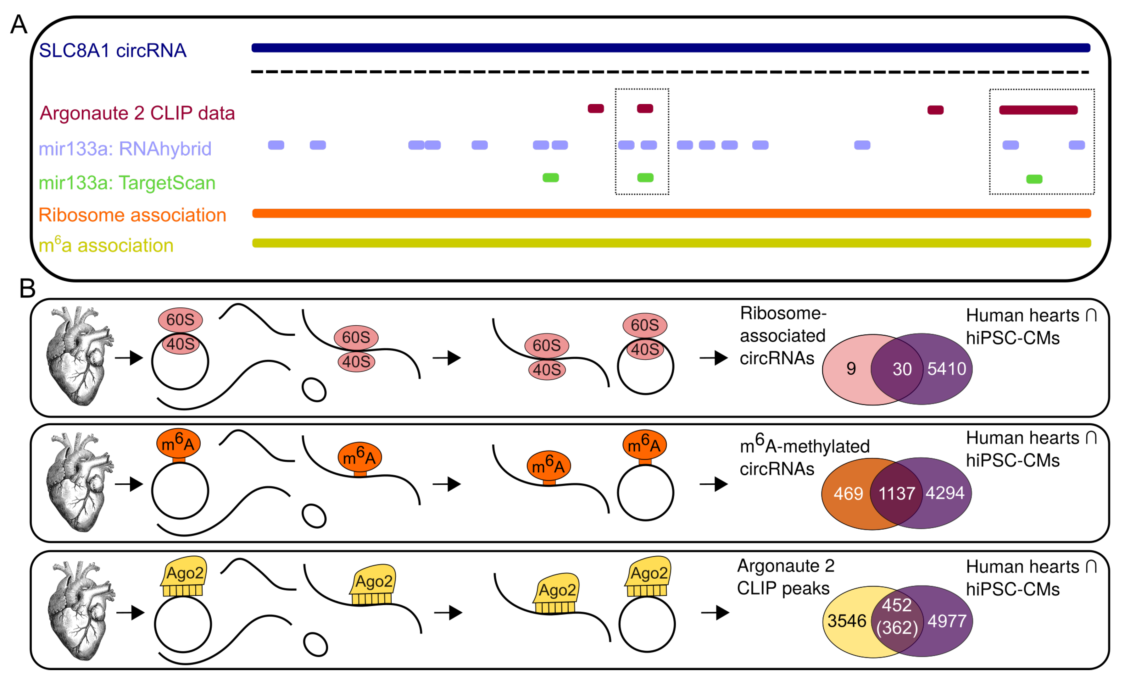 Cells 09 01616 g004