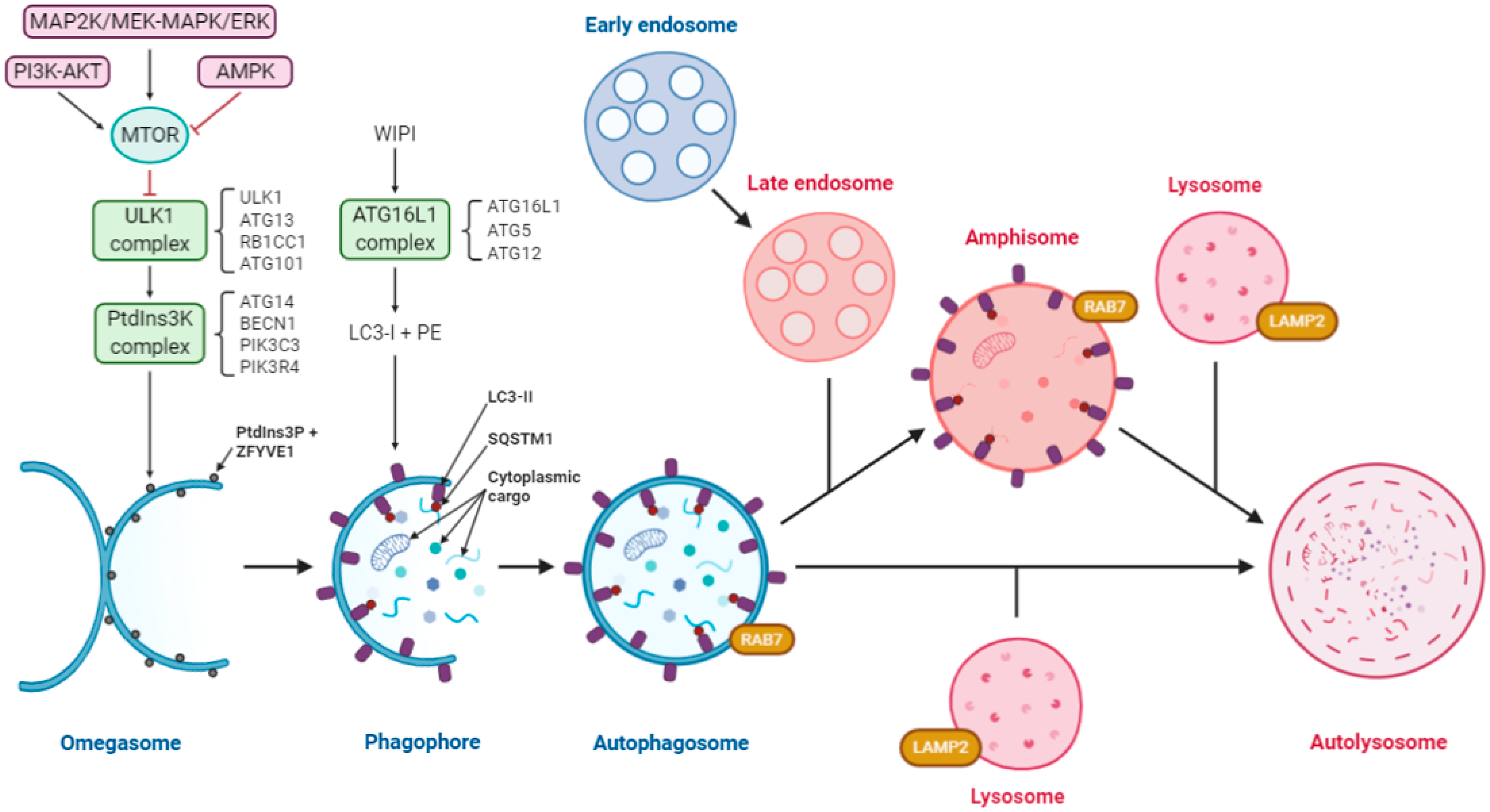 Cells 09 01619 g001 Cells 09 01619 g001