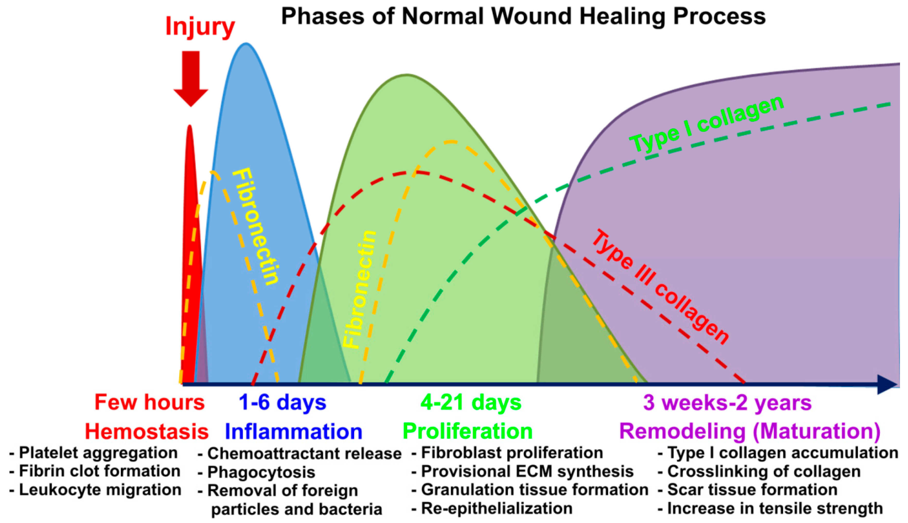 Cells 09 01622 g001 Cells 09 01622 g001