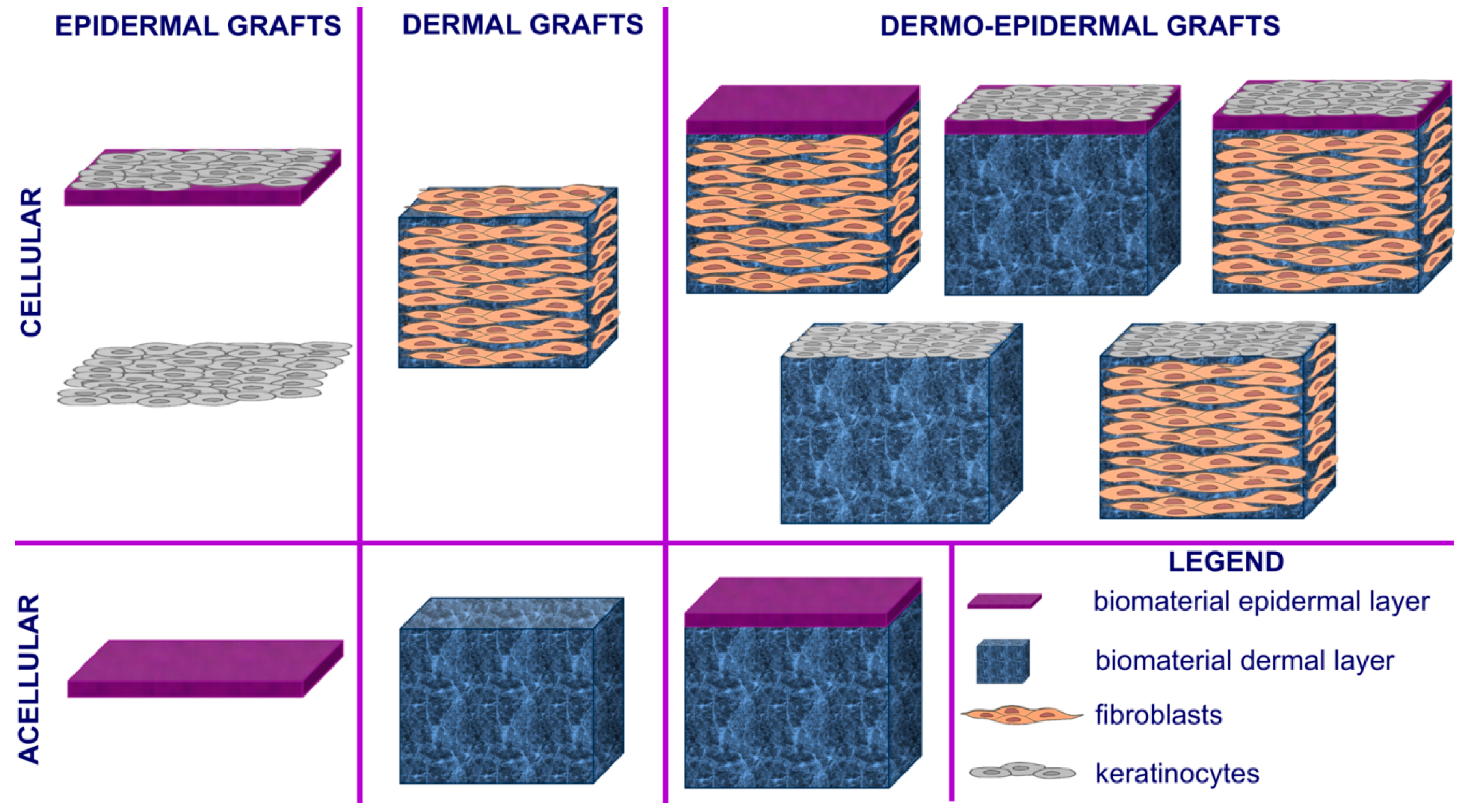 Cells 09 01622 g003 Cells 09 01622 g003