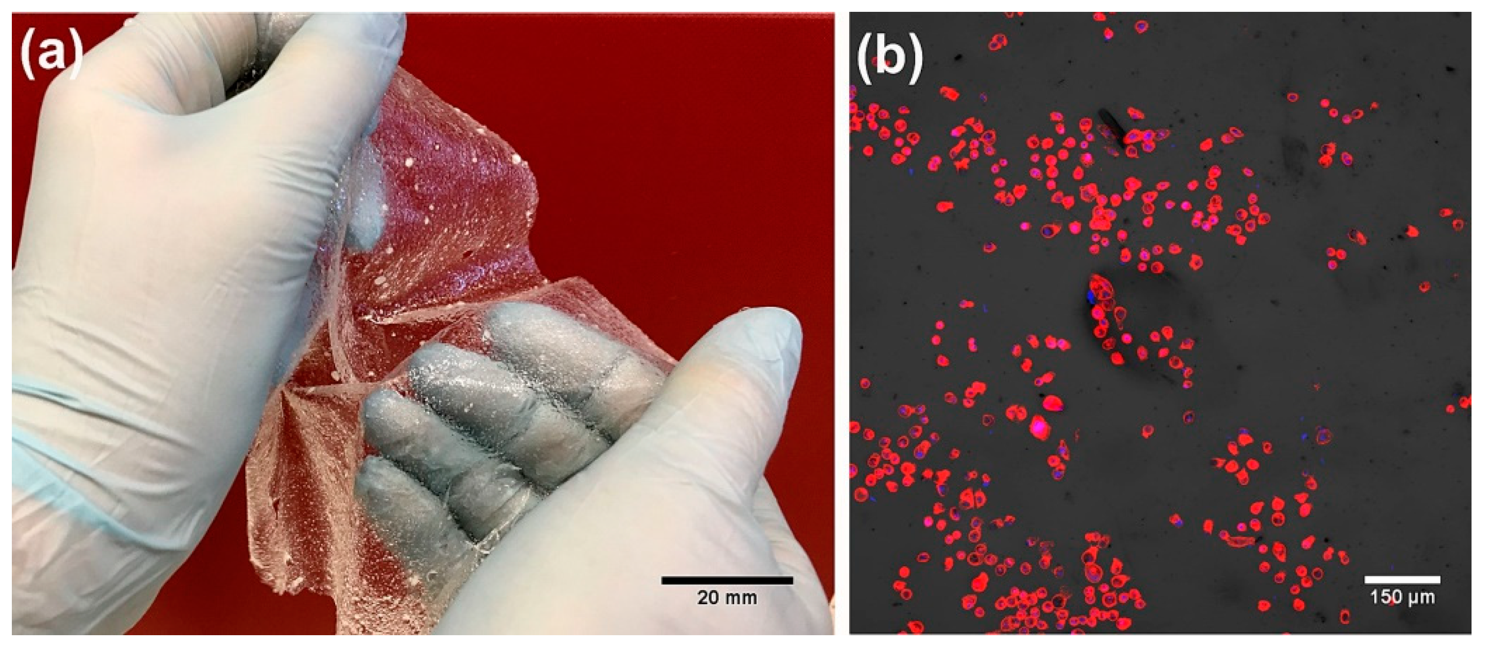 Cells Free FullText A Concise Review on Tissue Engineered
