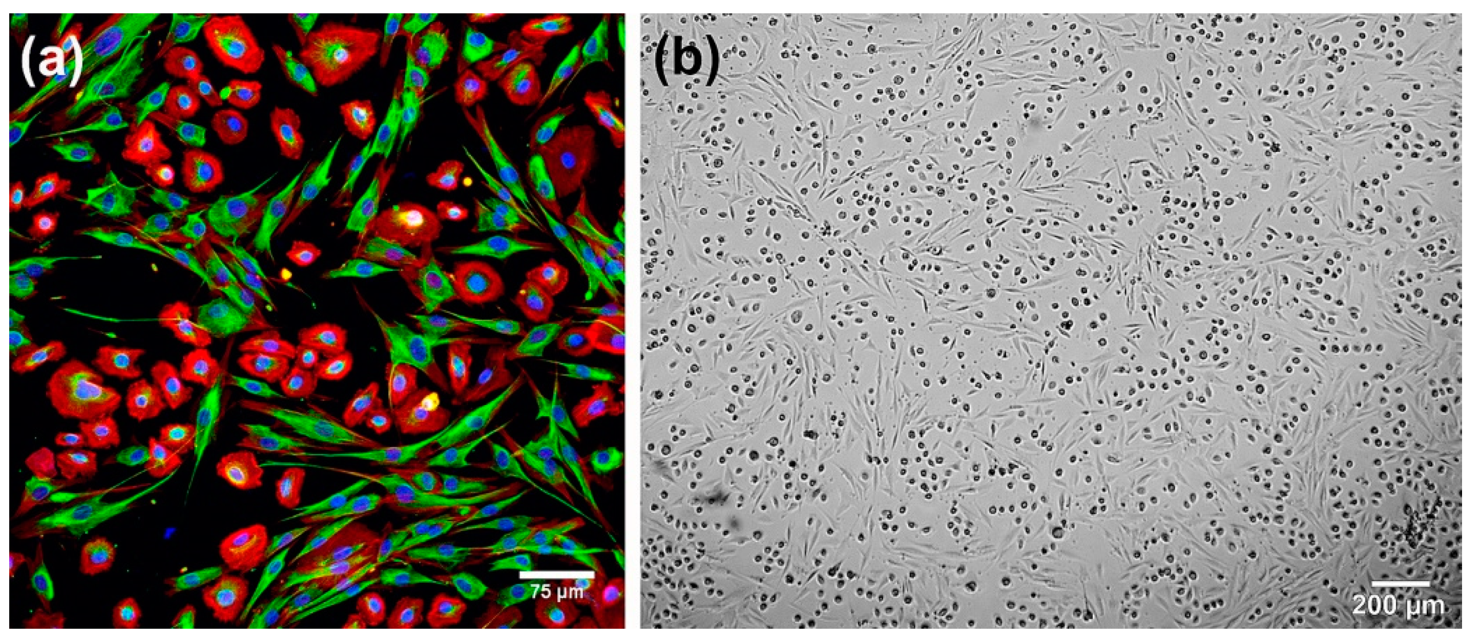 Cells 09 01622 g006 Cells 09 01622 g006