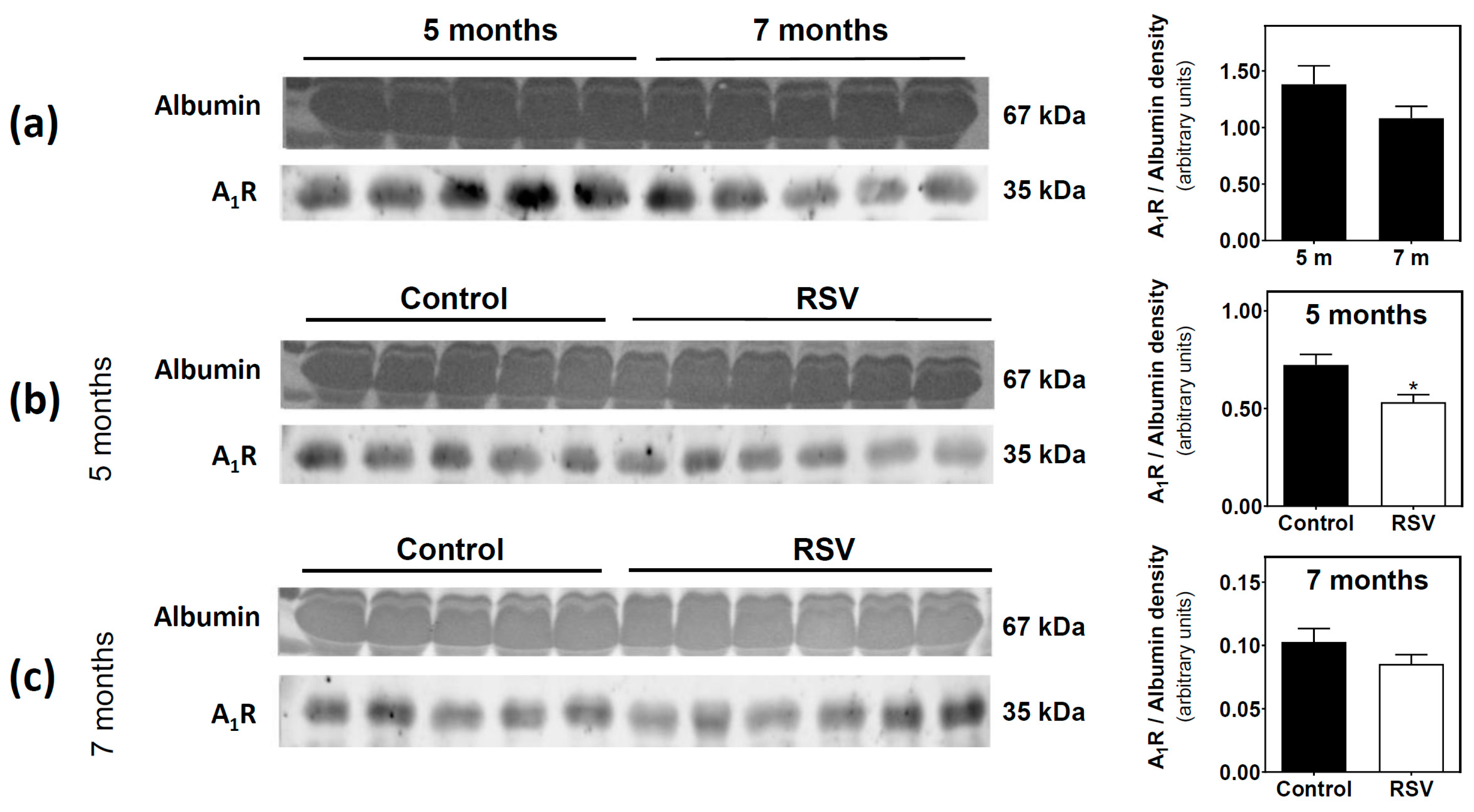 Cells 09 01628 g001 Cells 09 01628 g001