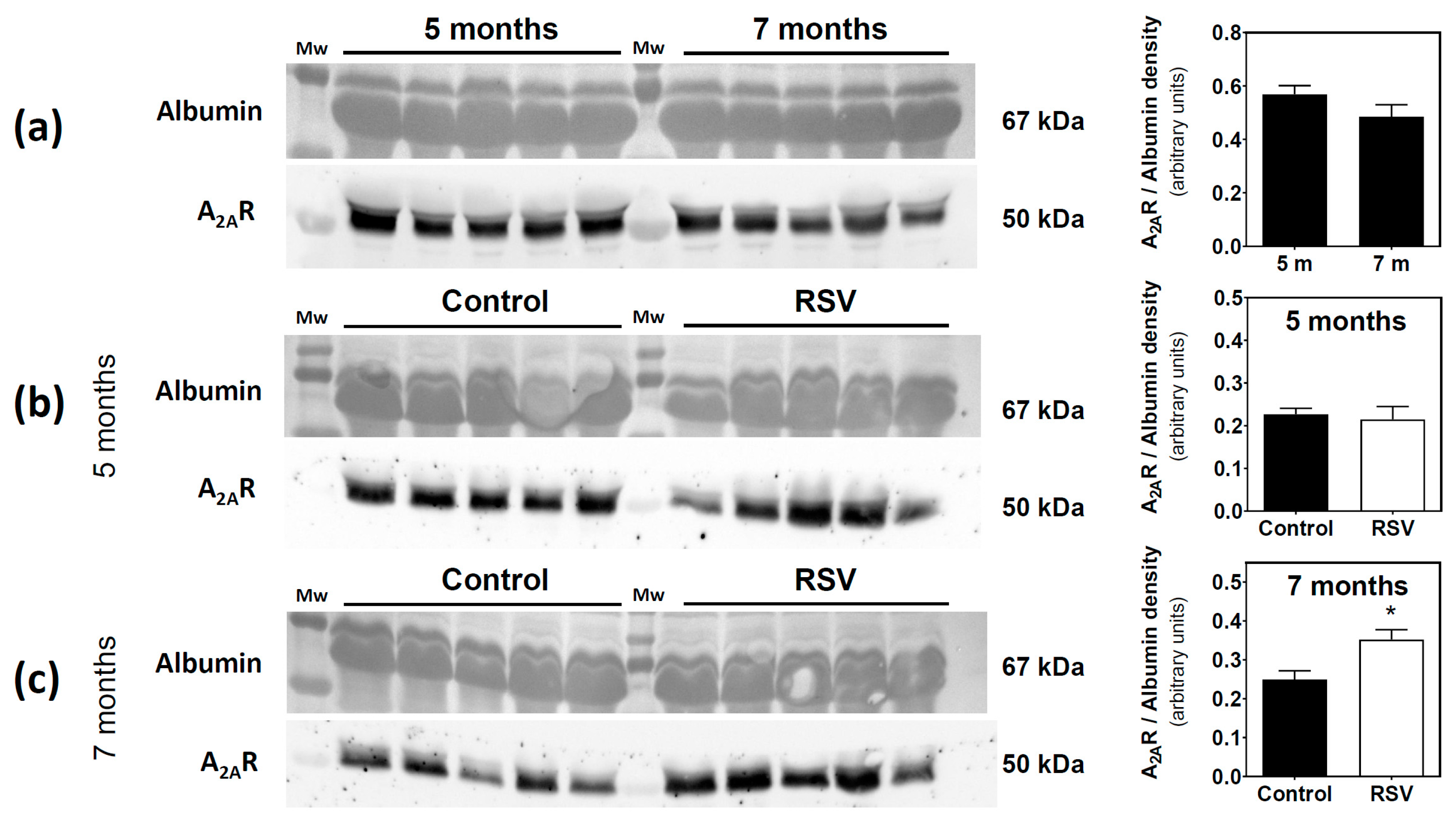 Cells 09 01628 g002 Cells 09 01628 g002
