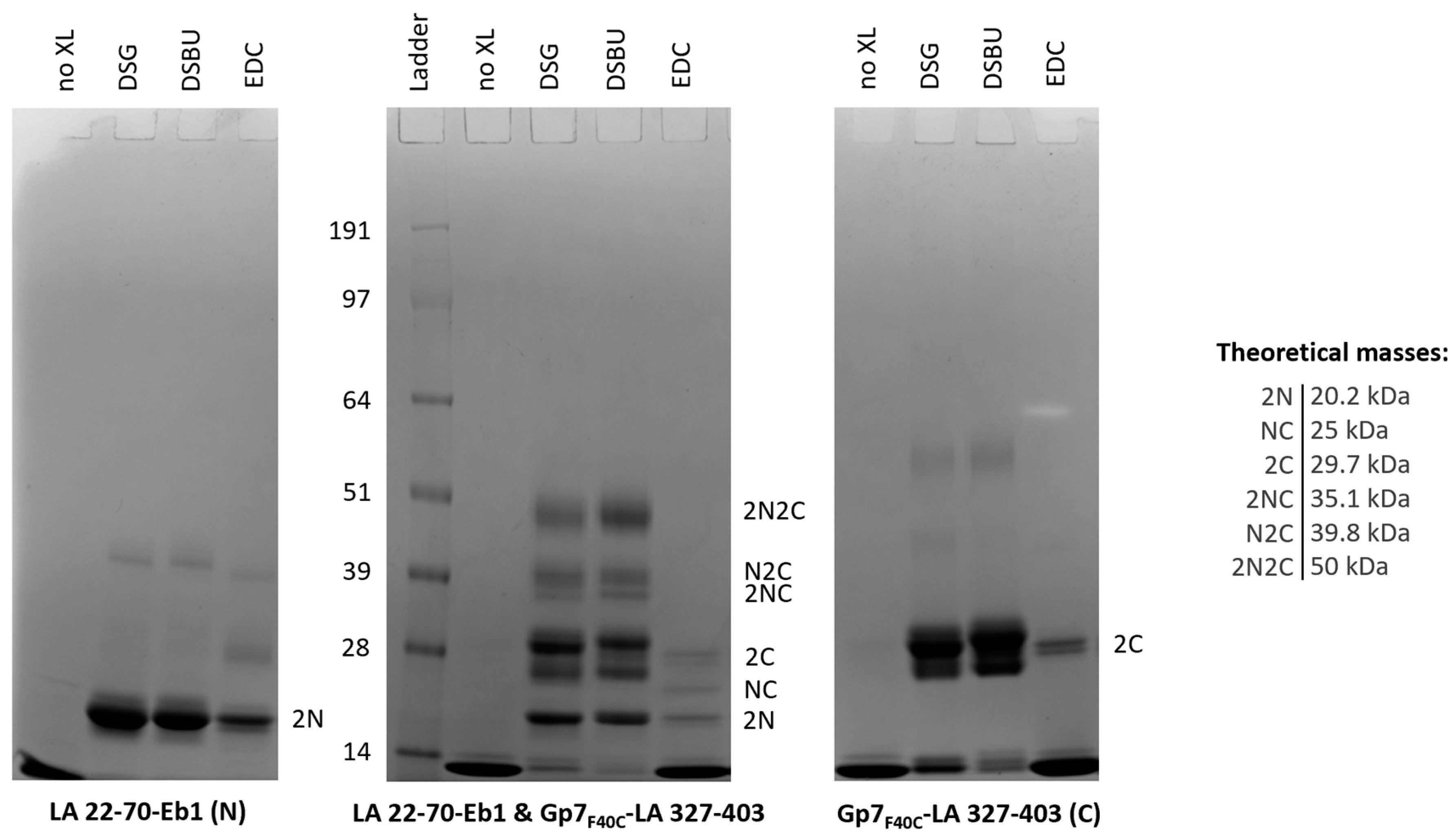 Cells 09 01633 g007 Cells 09 01633 g007