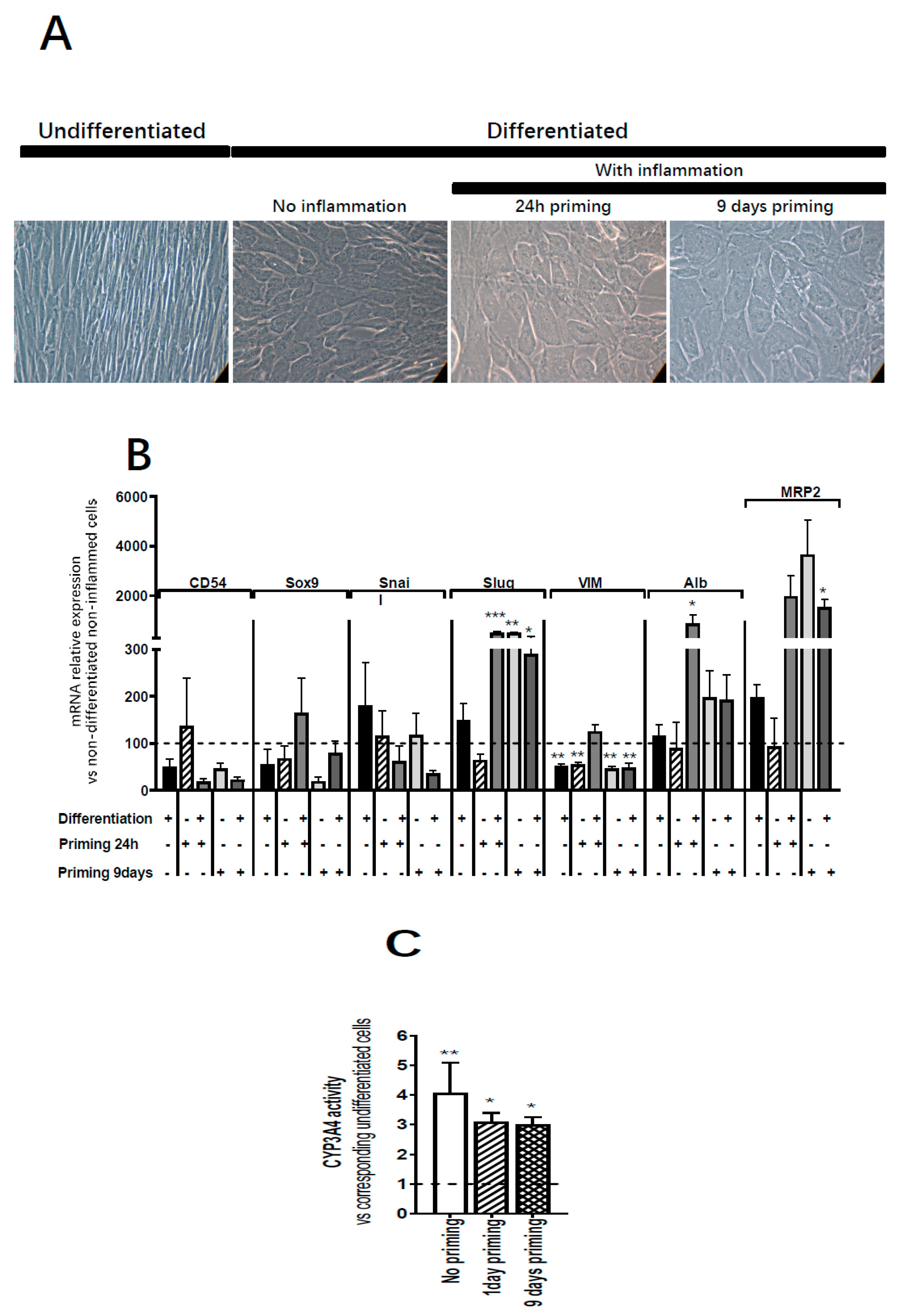 Cells 09 01640 g007