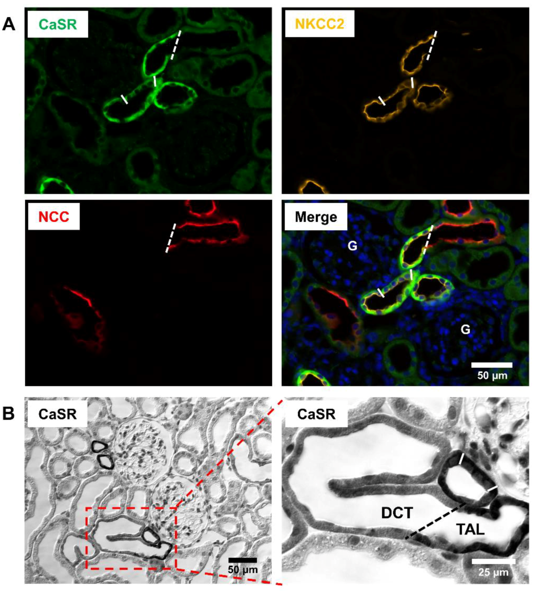 Cells 09 01644 g001 Cells 09 01644 g001