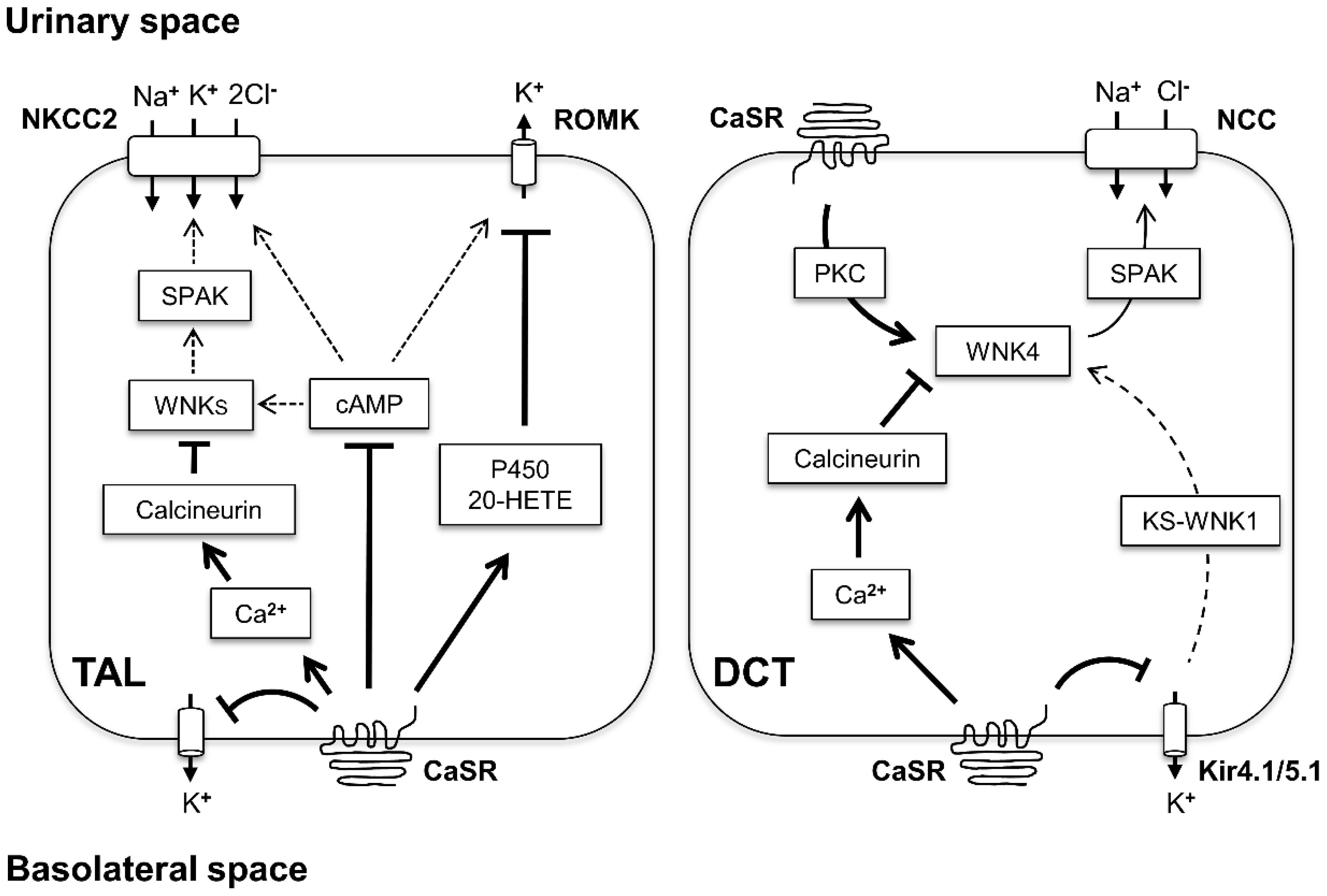 Cells 09 01644 g004 Cells 09 01644 g004