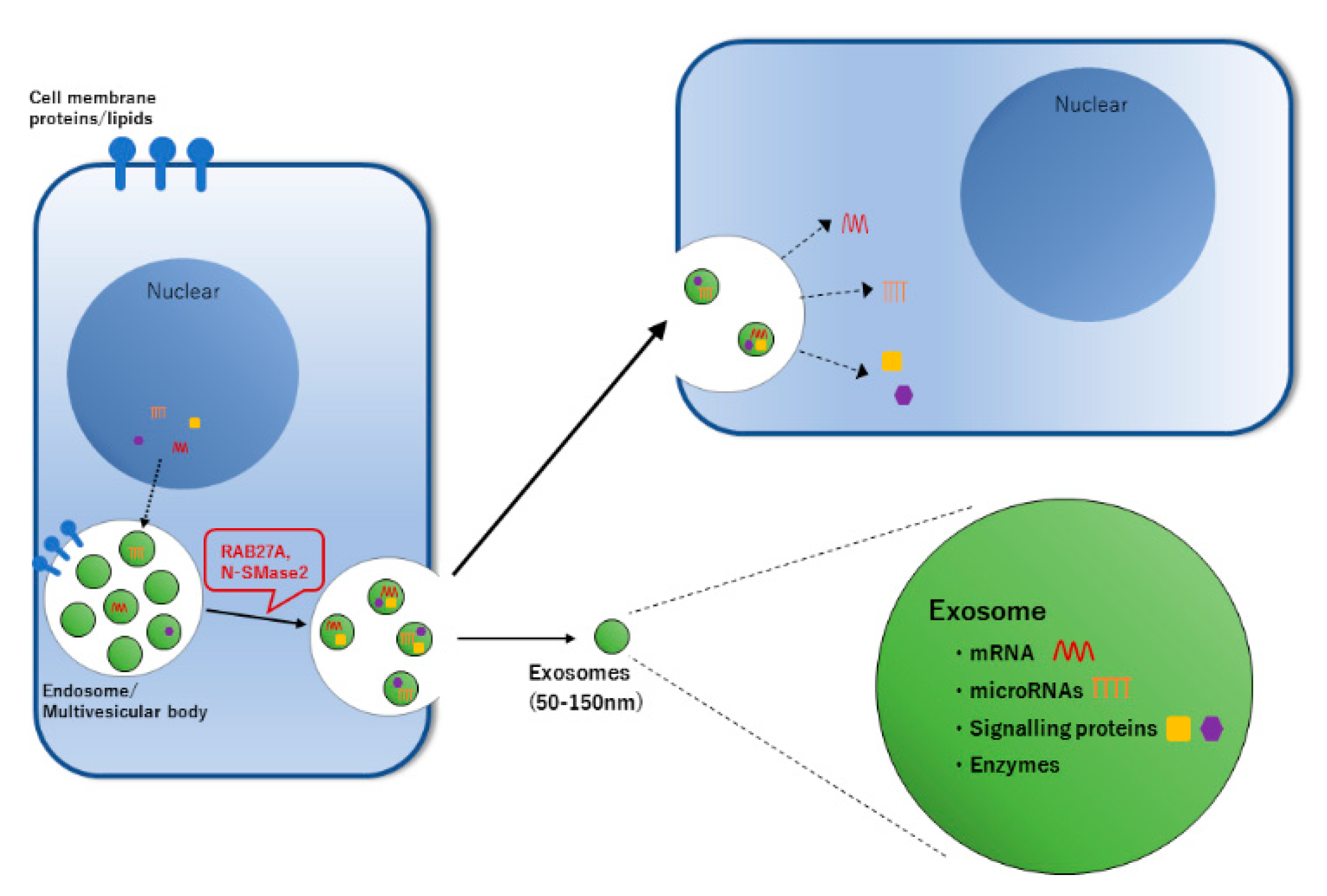 Cells 09 01645 g001 Cells 09 01645 g001