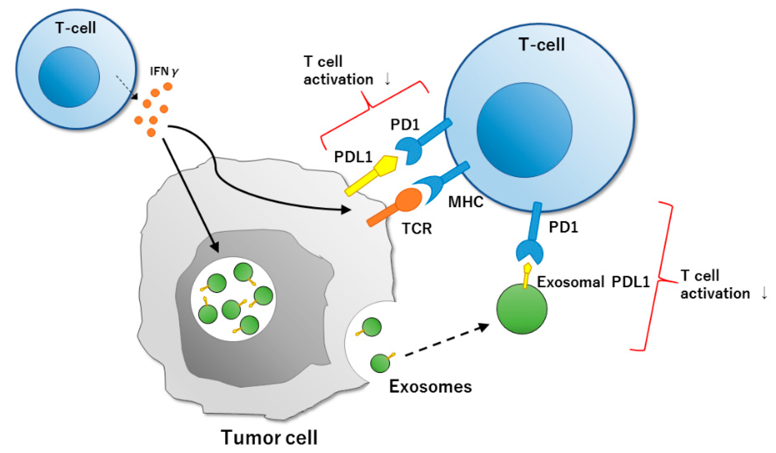 Cells 09 01645 g002 Cells 09 01645 g002