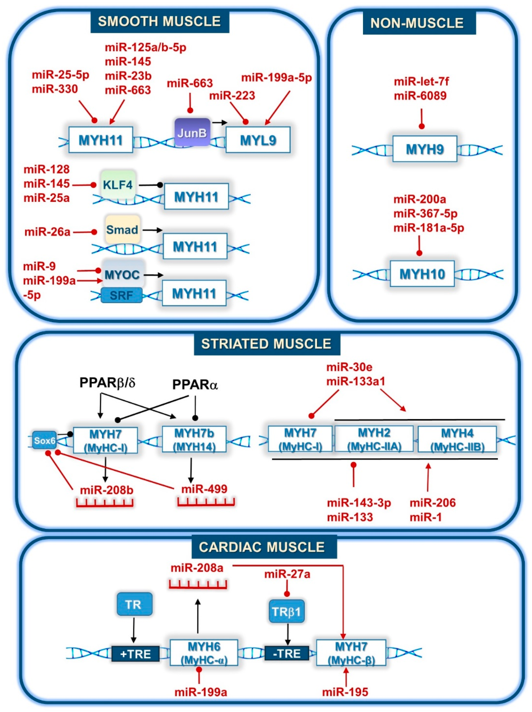 Cells 09 01649 g002 Cells 09 01649 g002