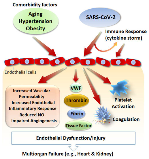 Endothelial cell infection and endotheliitis in COVID-19 - The Lancet