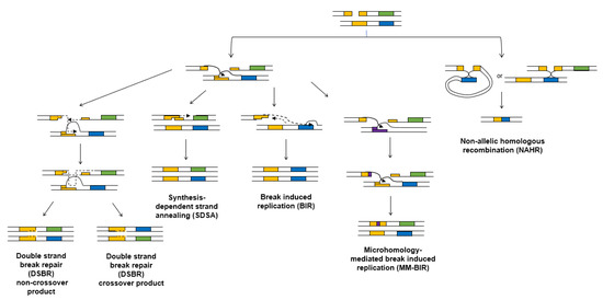 Cells Free Full Text Regulation Of Error Prone Dna Double Strand Break Repair And Its Impact On Genome Evolution Html