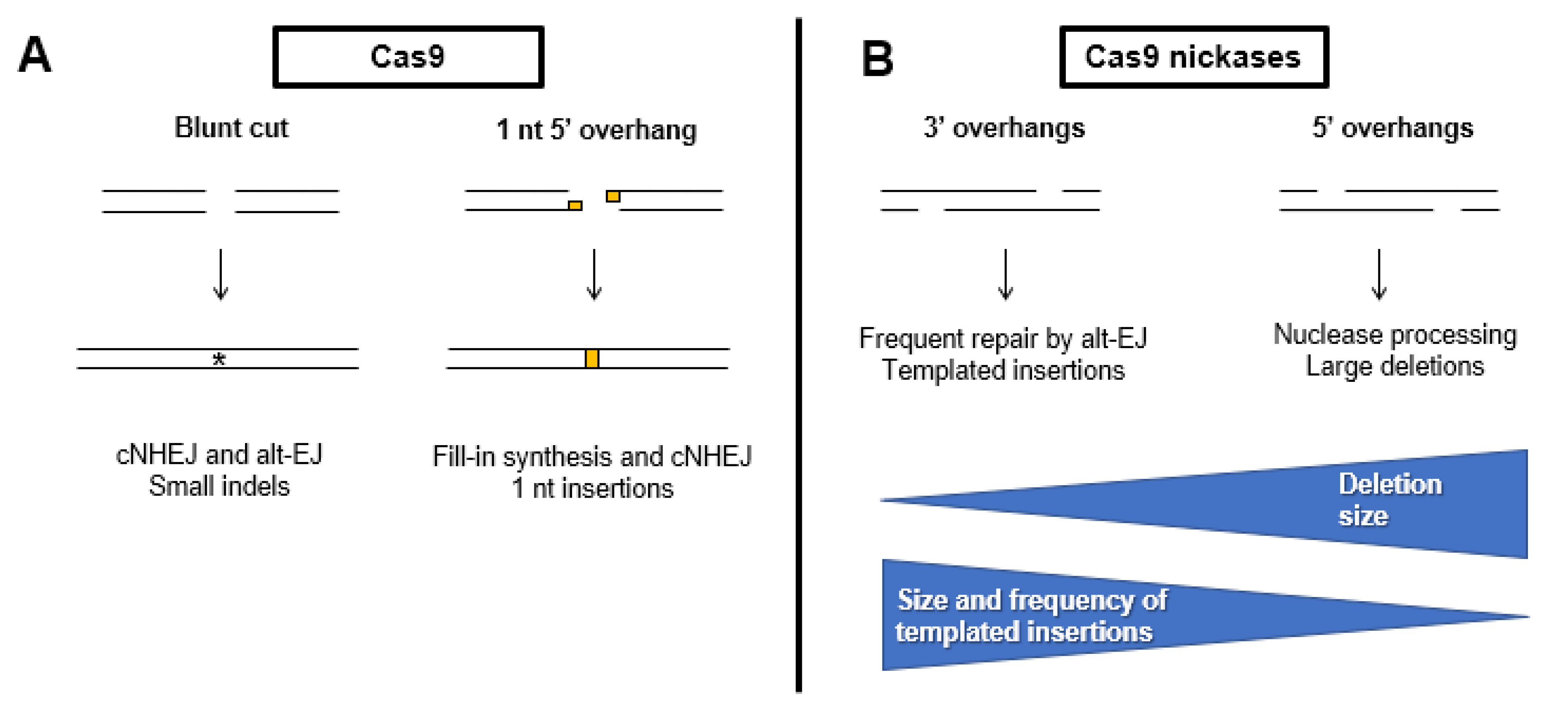 Cells Free Full Text Regulation Of Error Prone Dna Double Strand Break Repair And Its Impact On Genome Evolution Html