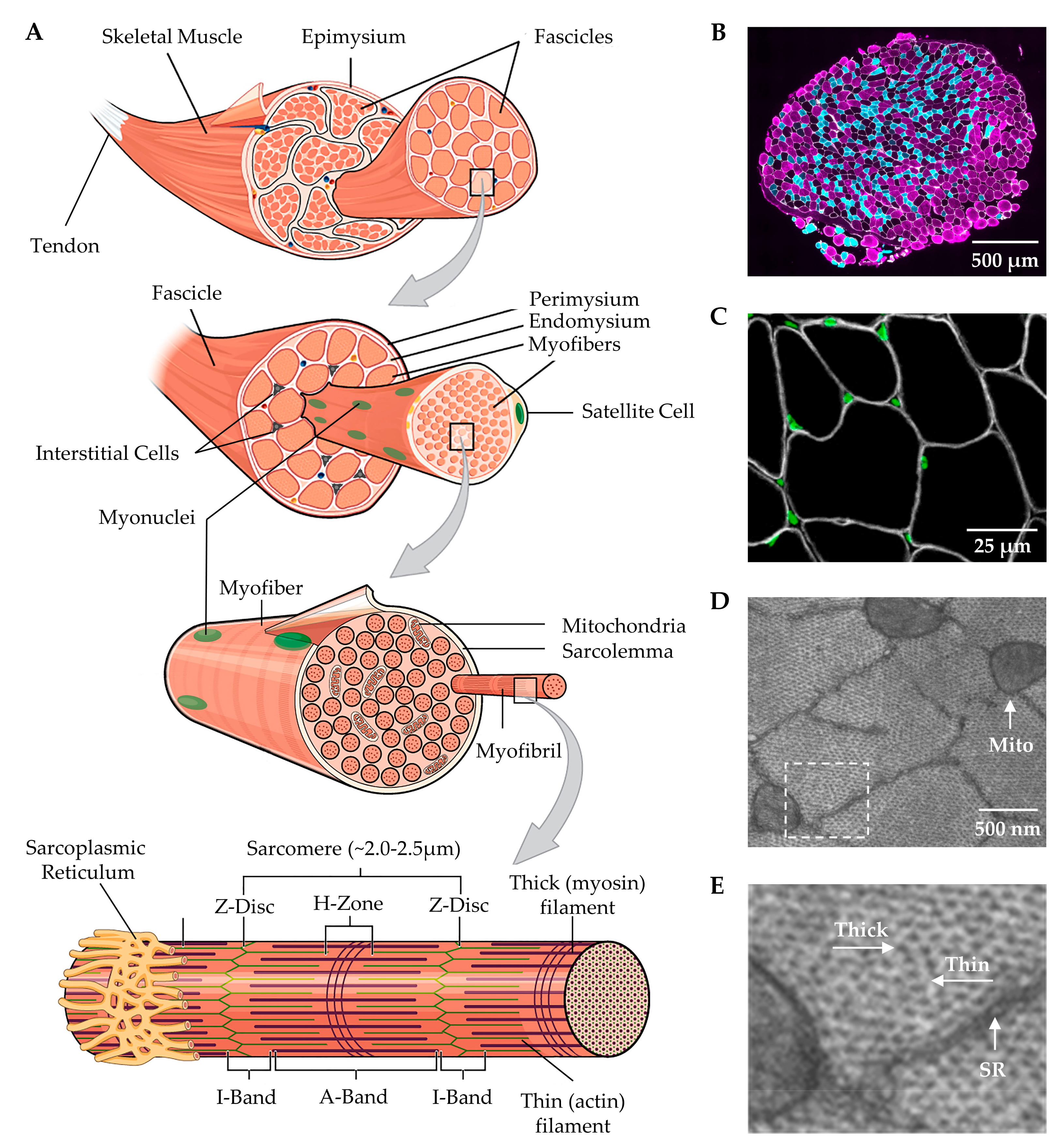 Muscles cells. Muscle Cell structure. Skeletal muscle Cell. Structure of muscular Cell. Skeletal muscle Tissue.