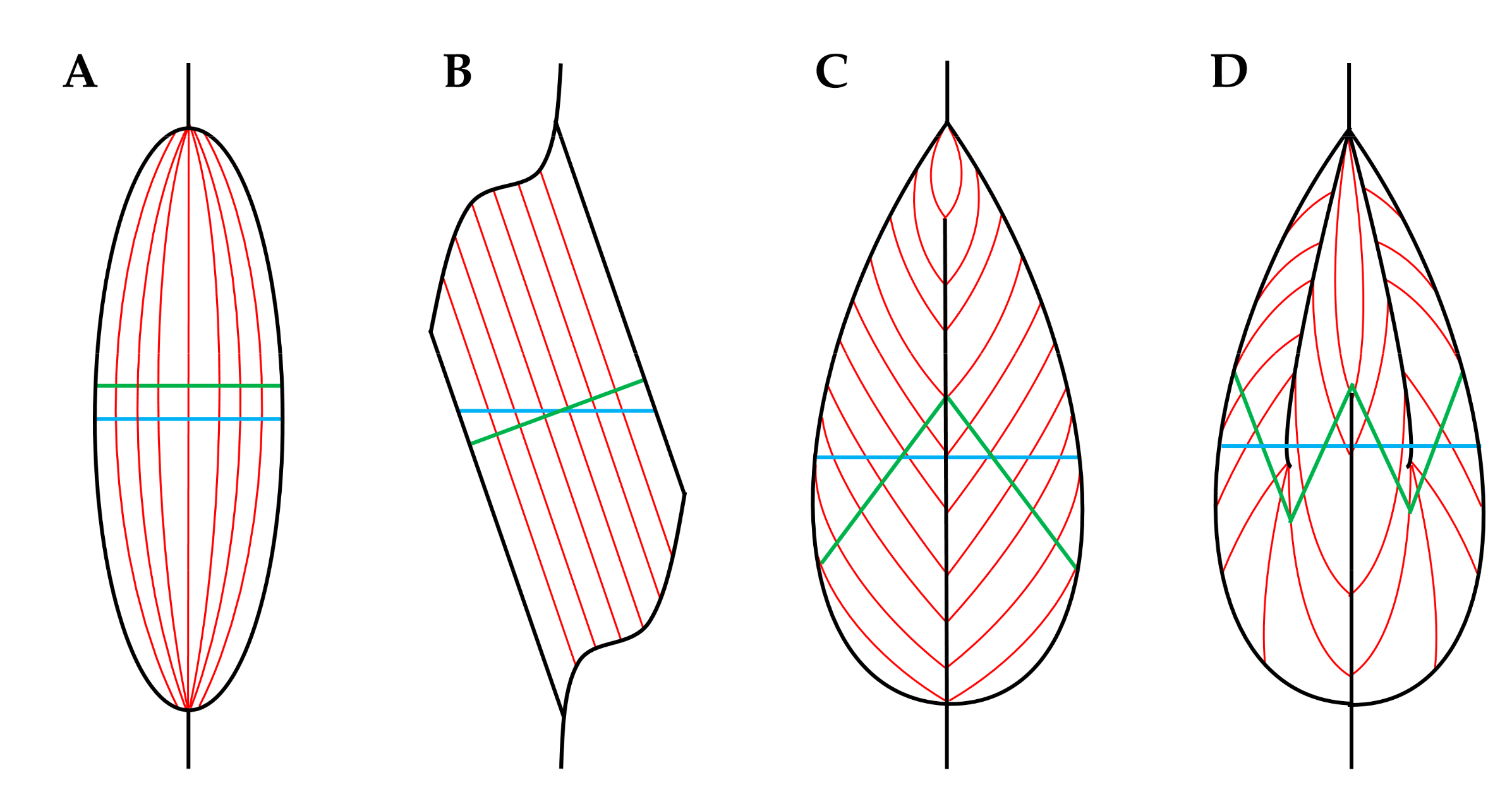 Cells 09 01658 g002
