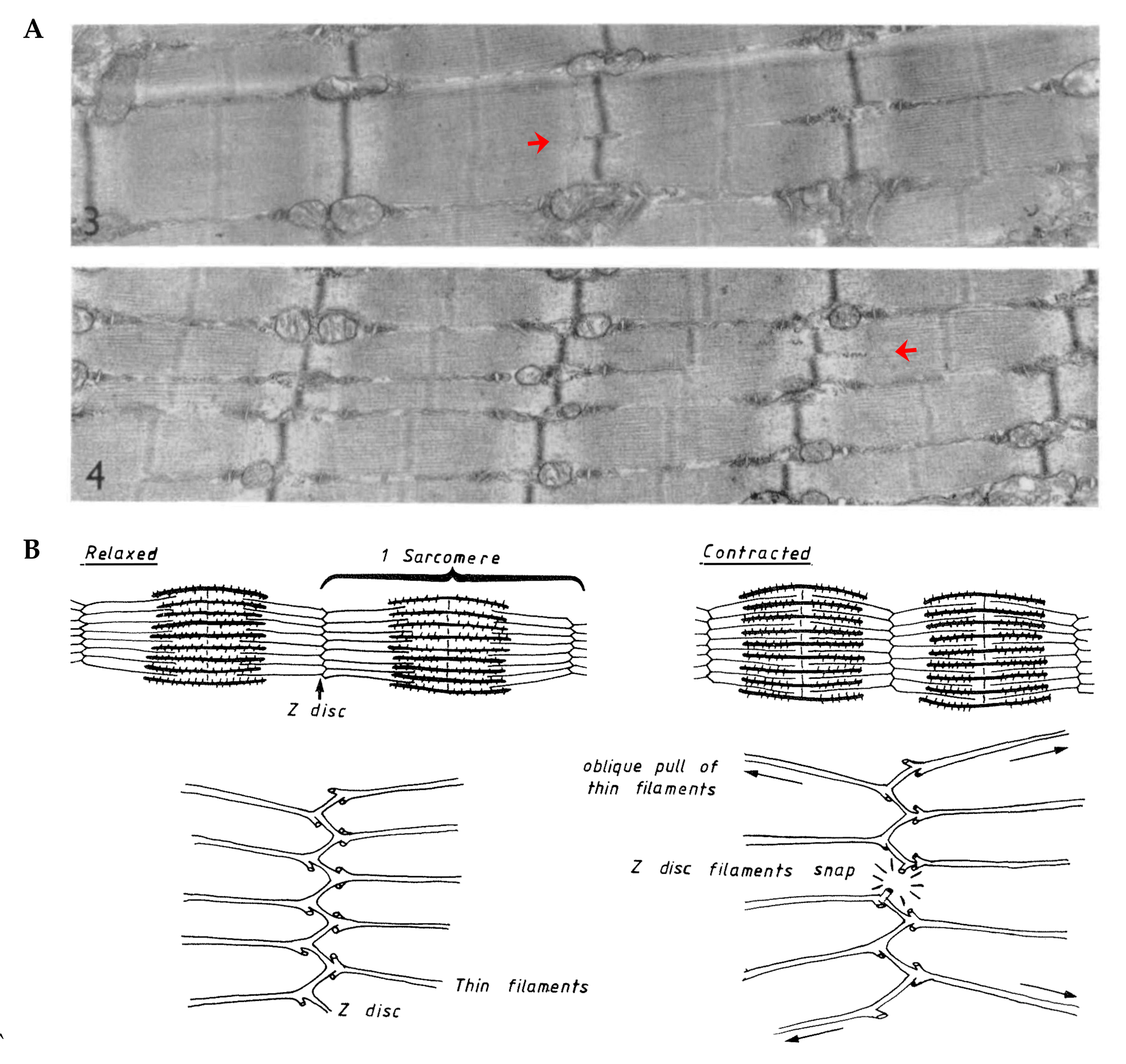 Cells 09 01658 g008