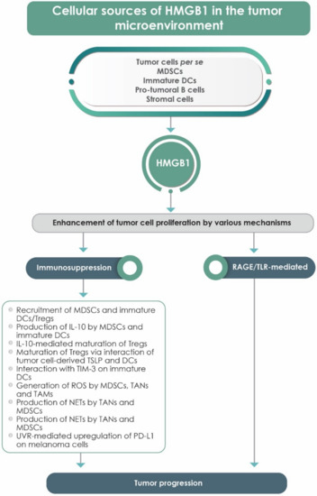 High Mobility Group Box 1 in Human Cancer