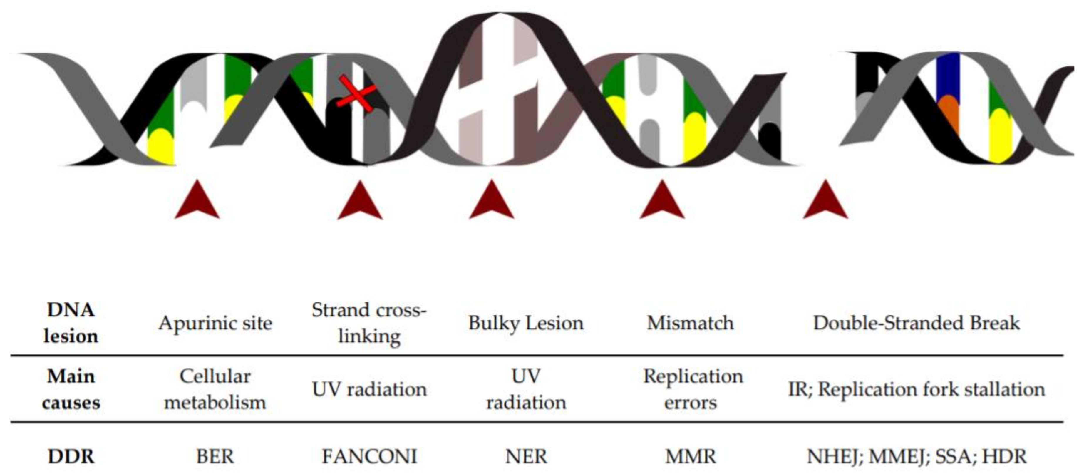 Dna текст. Lesions of DNA. ДНК текст. DNA reference. DNA Damage.
