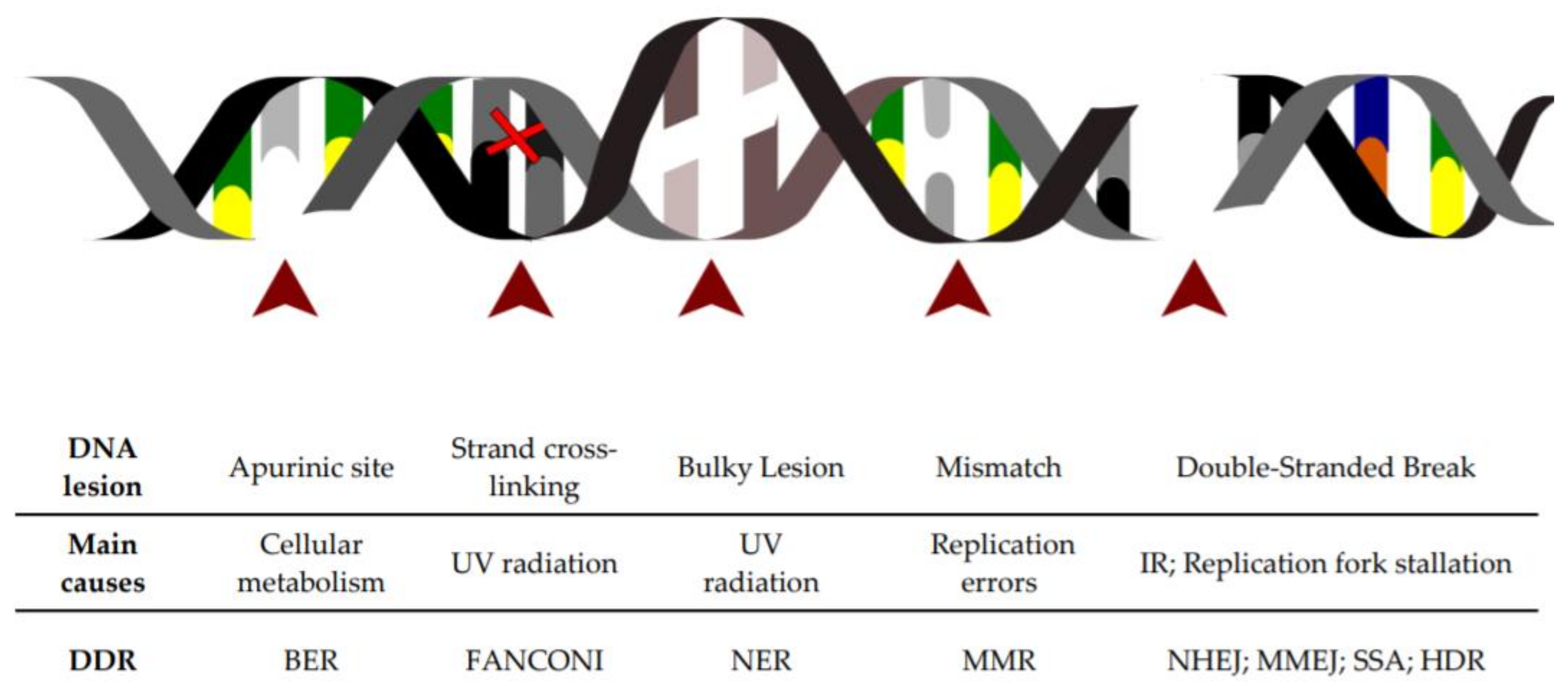 Lesions of DNA. ДНК текст. DNA reference. DNA Damage.