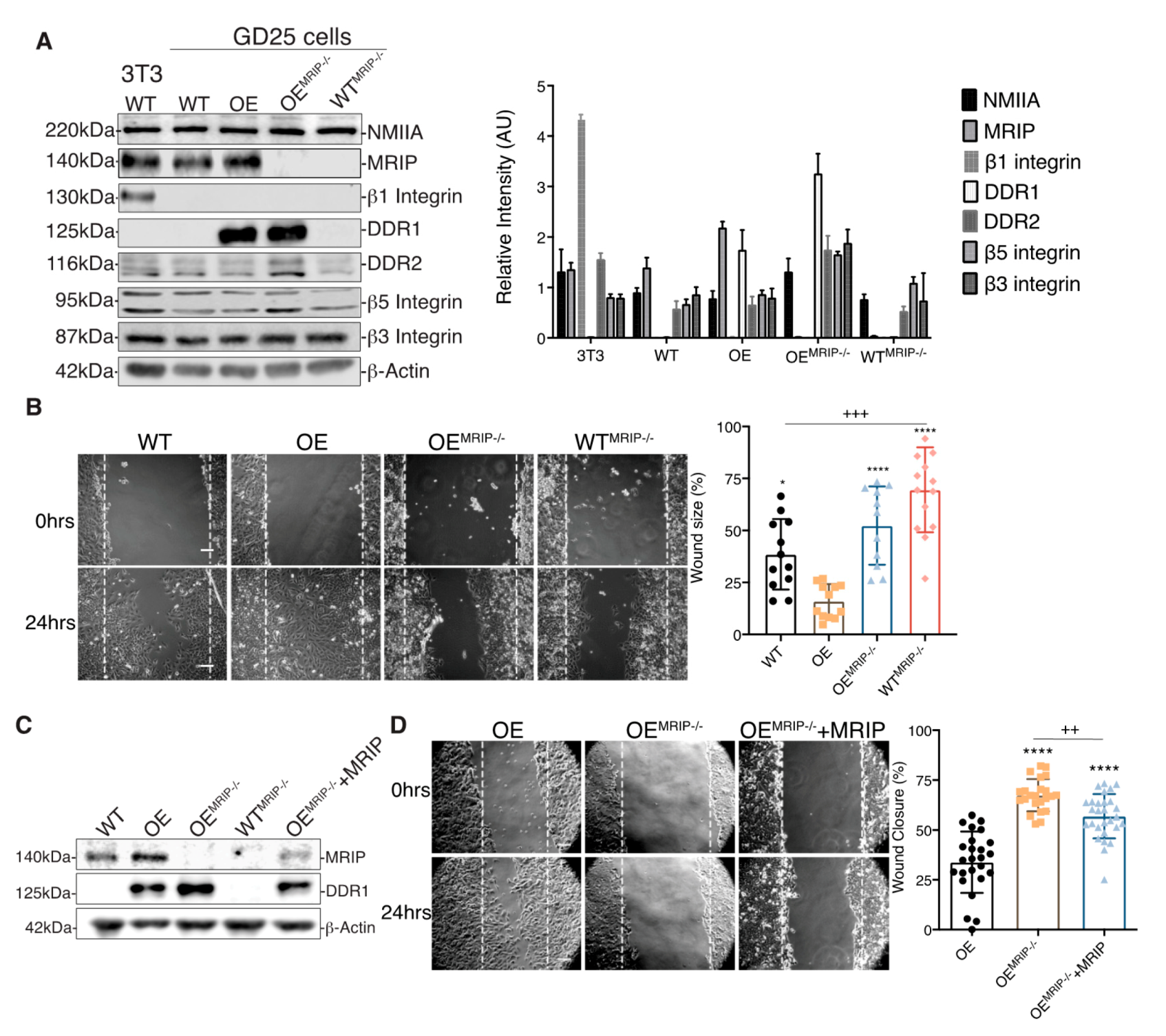 Cells 09 01672 g002 Cells 09 01672 g002