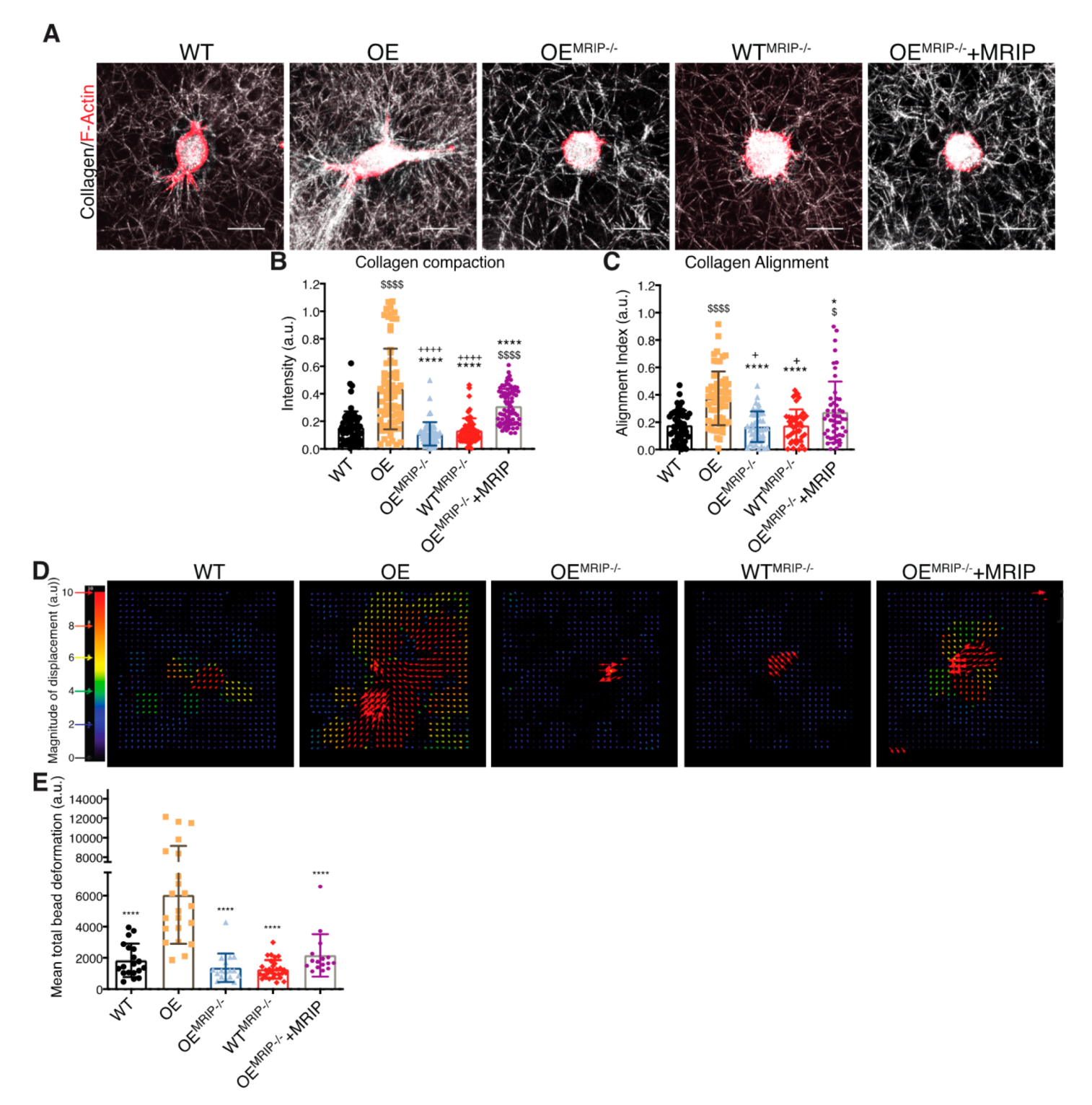 Cells 09 01672 g003 Cells 09 01672 g003