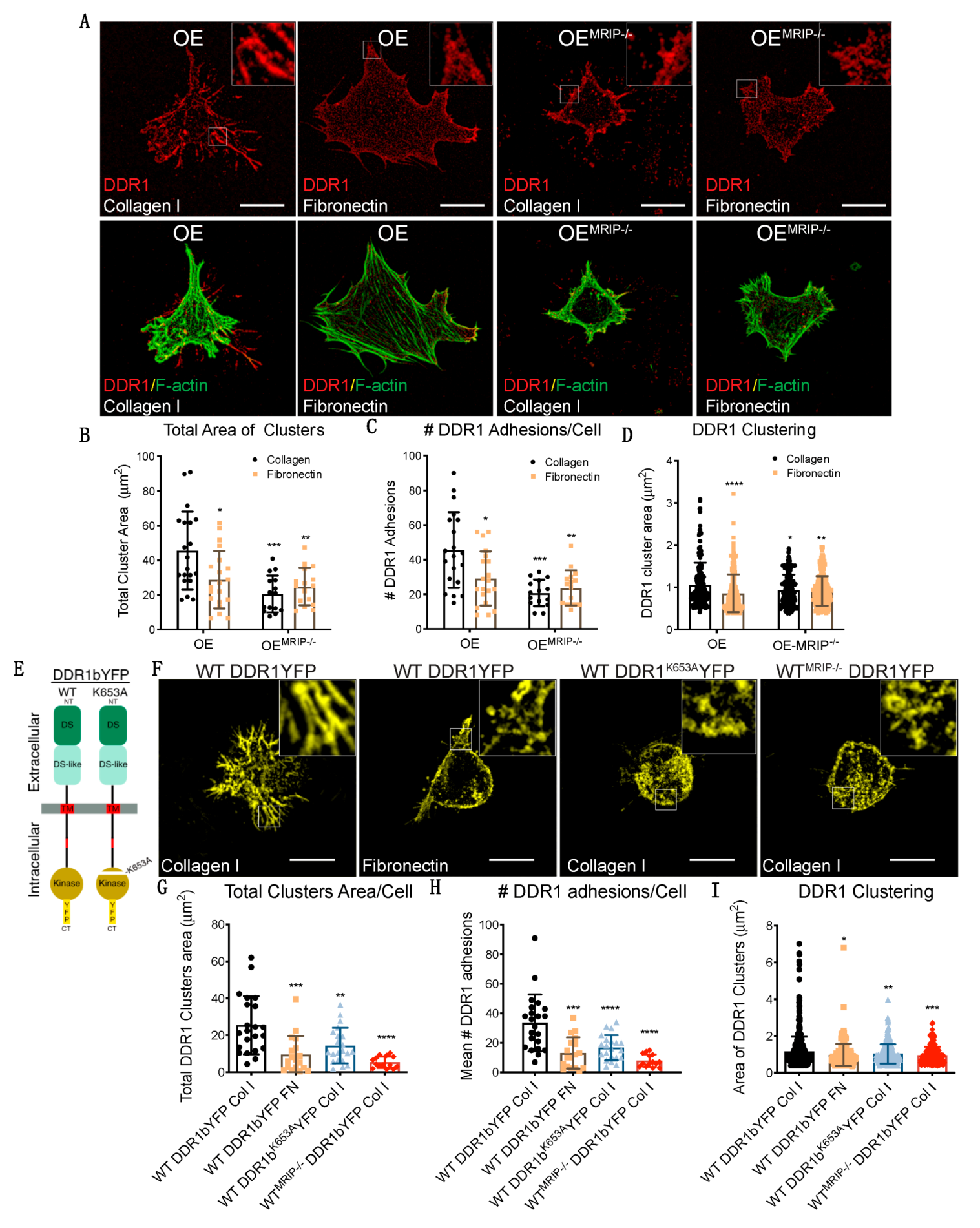 Cells 09 01672 g004 Cells 09 01672 g004