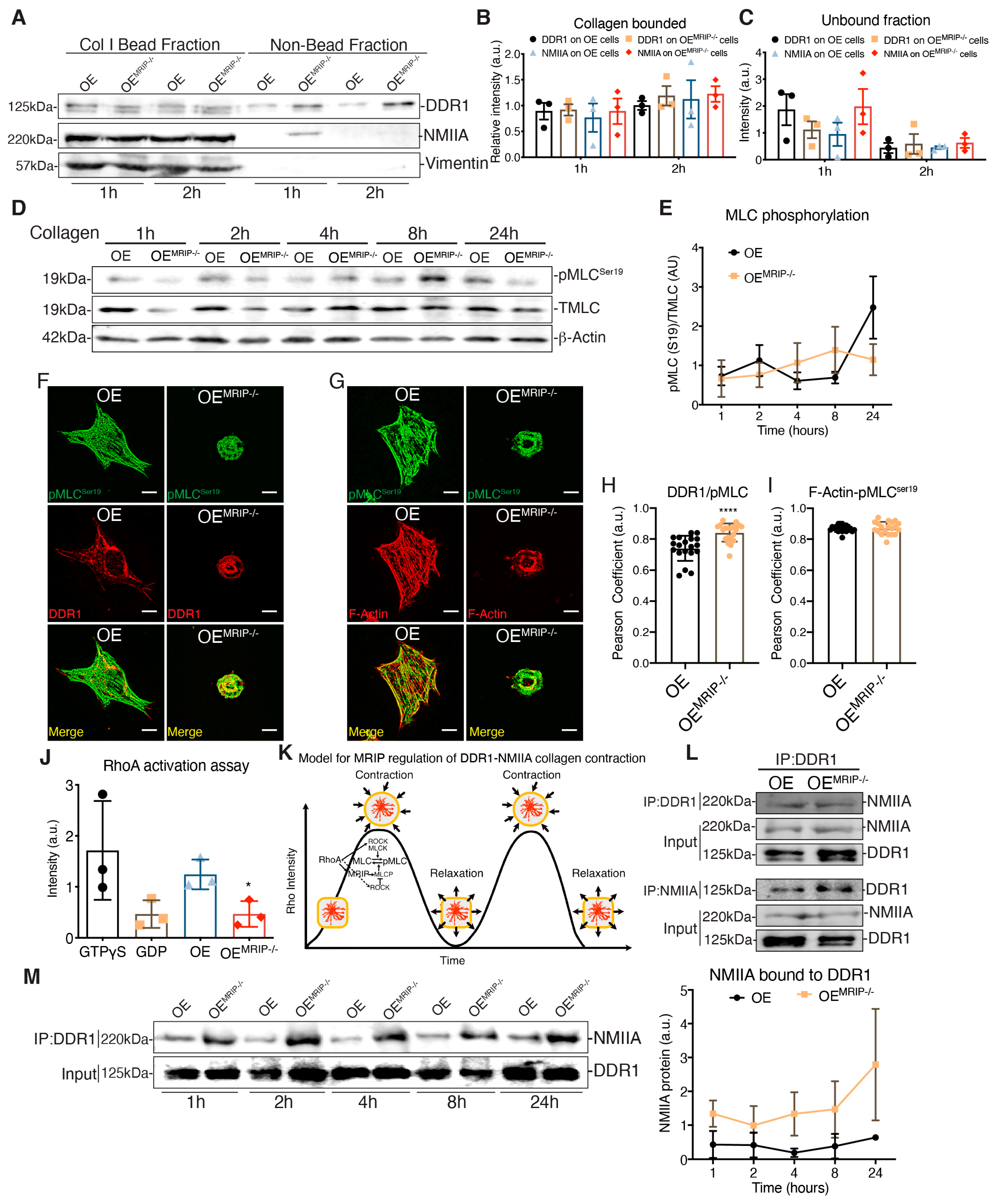 Cells 09 01672 g007 Cells 09 01672 g007