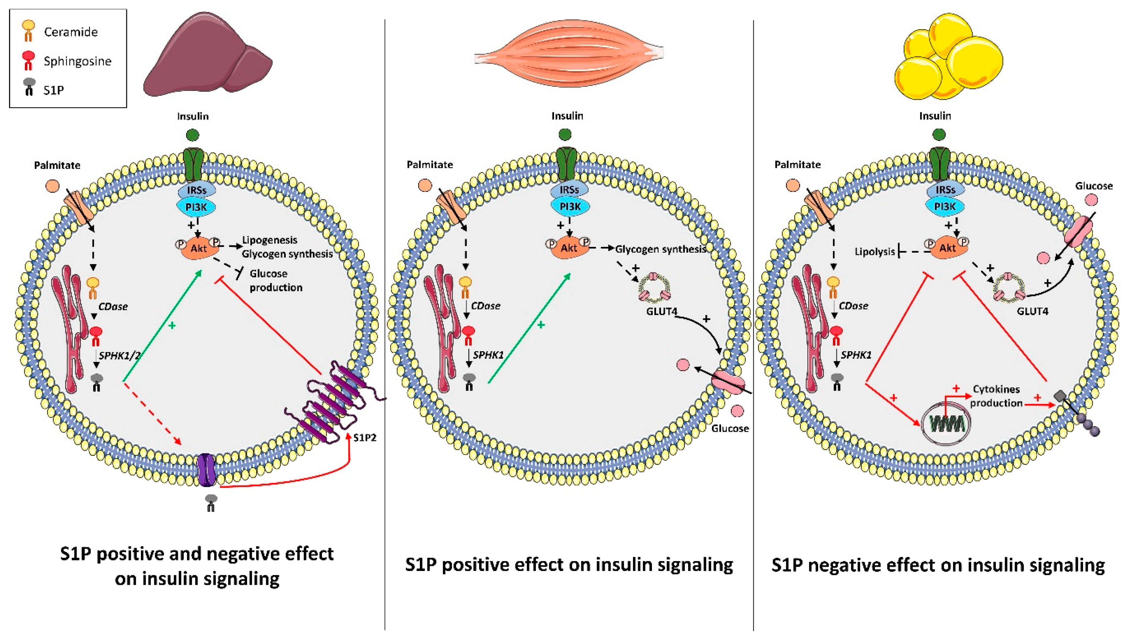 Cells 09 01682 g002 Cells 09 01682 g002