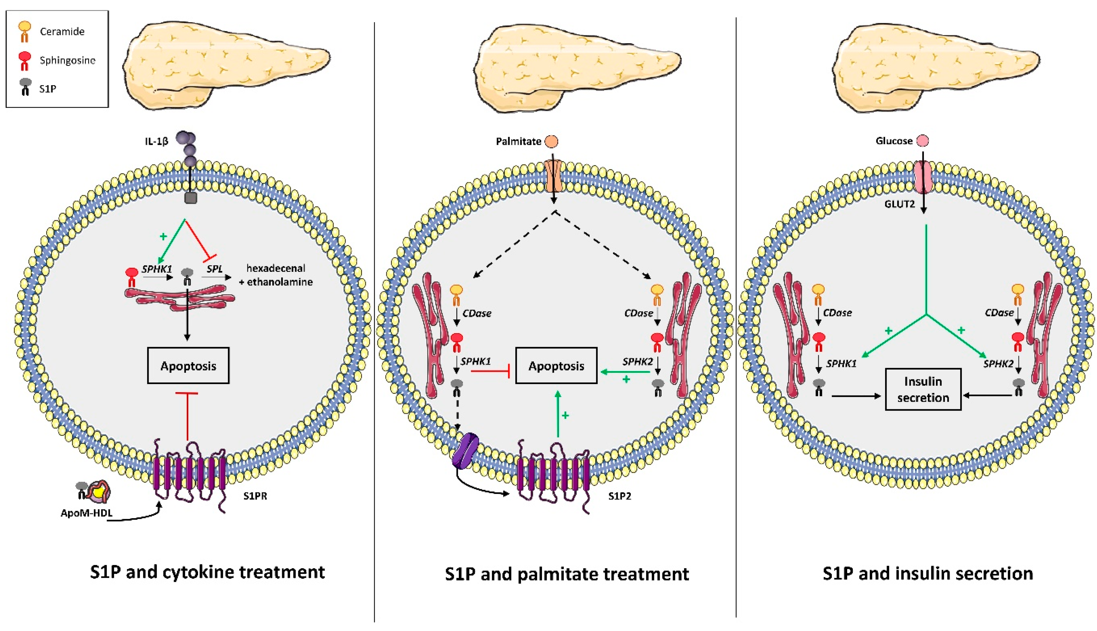 Cells 09 01682 g003 Cells 09 01682 g003